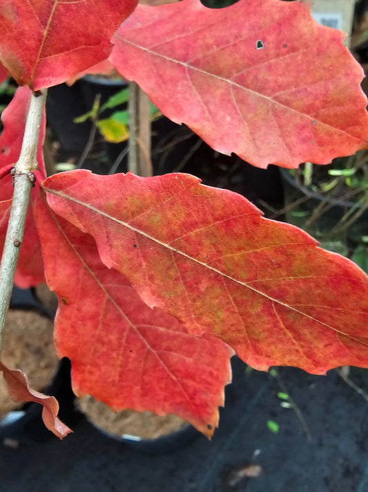 Quercus serrata - Herrenkamper Gärten - Pflanzenraritäten