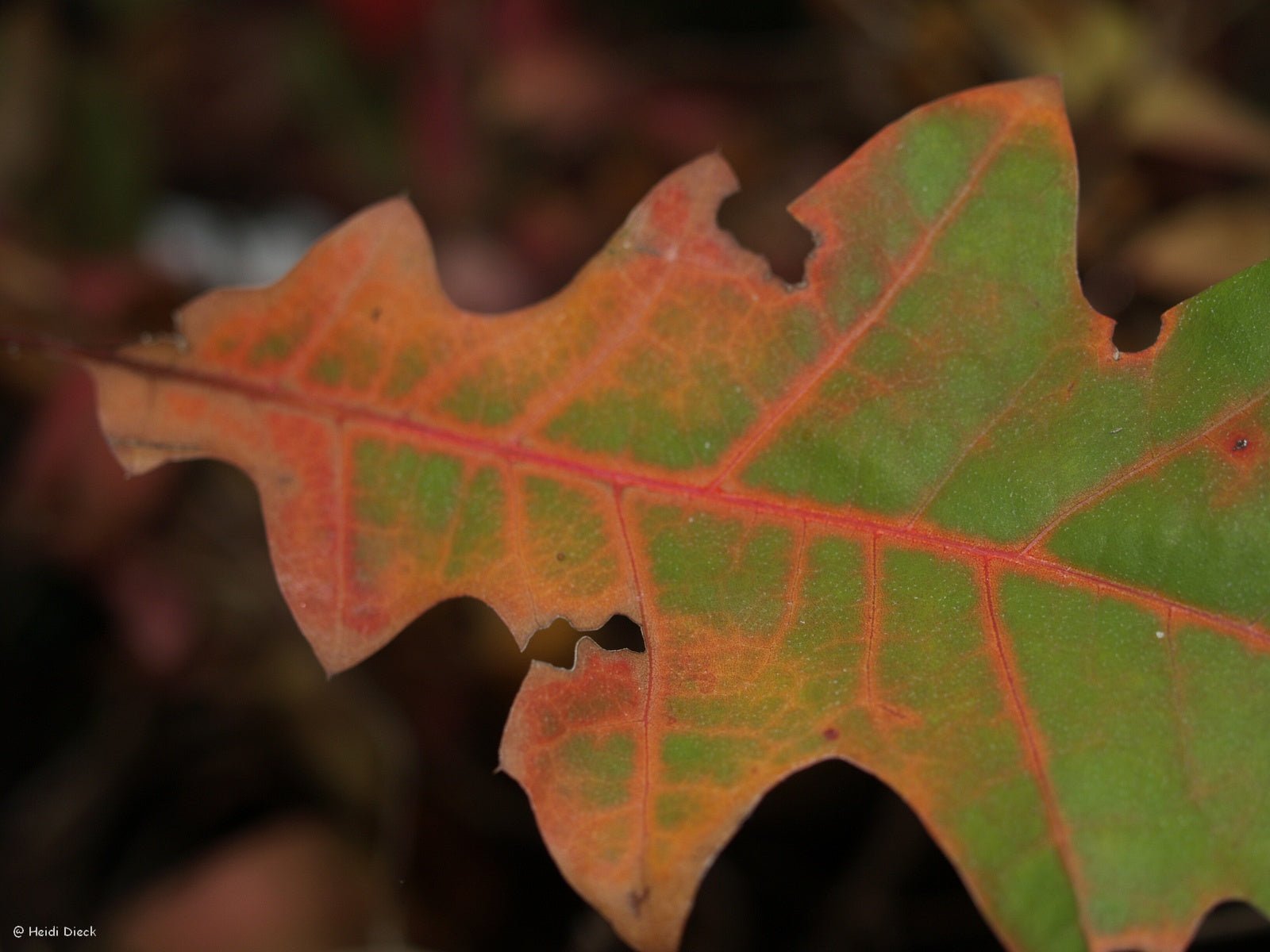 Quercus shumardii - Herrenkamper Gärten - Pflanzenraritäten