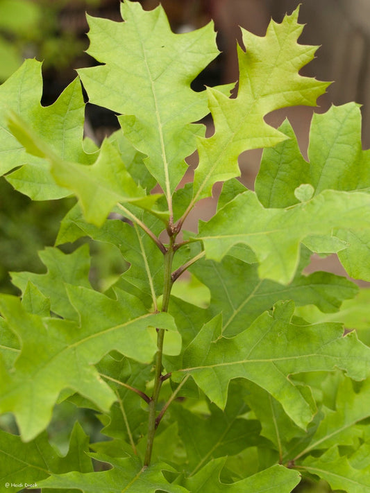 Quercus shumardii - Herrenkamper Gärten - Pflanzenraritäten