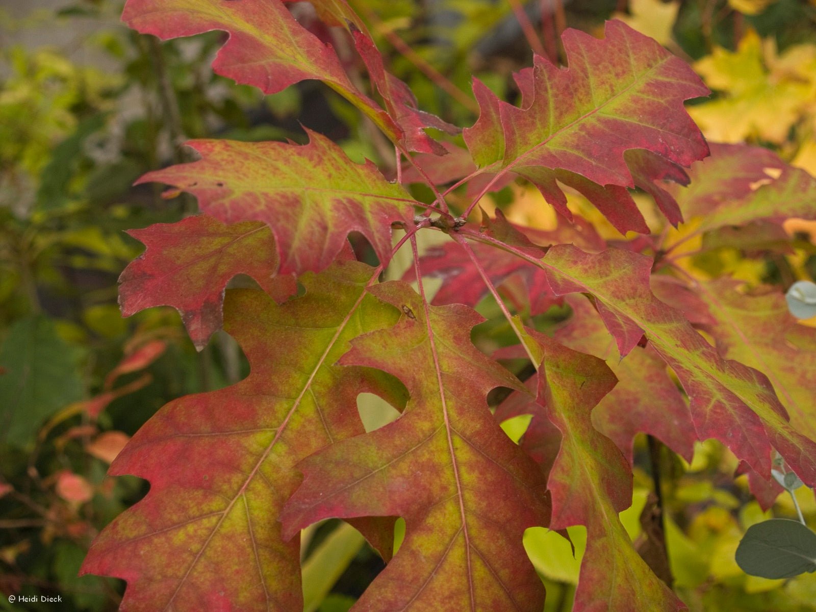 Quercus shumardii - Herrenkamper Gärten - Pflanzenraritäten
