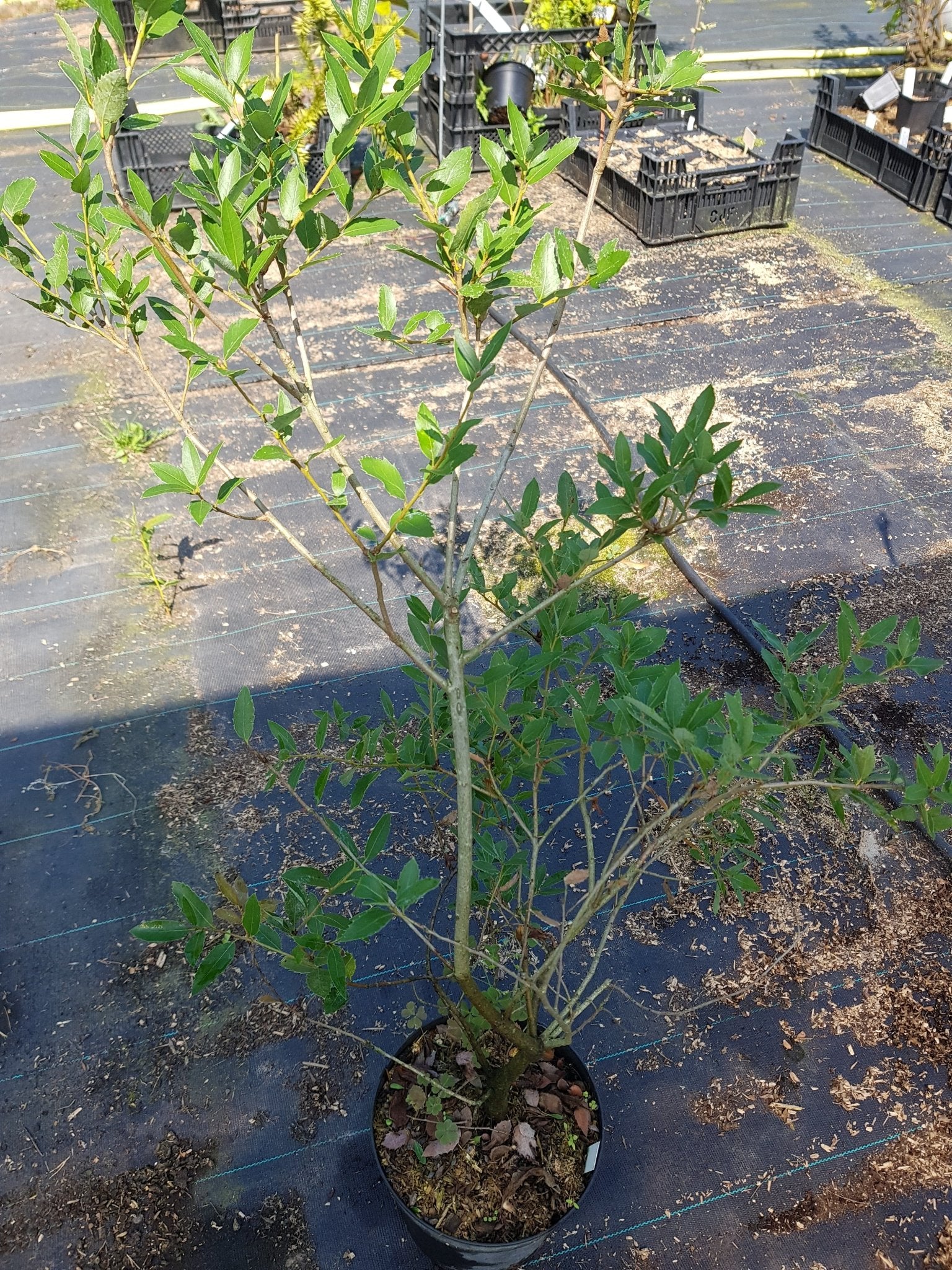 Quercus vaccinifolia - Herrenkamper Gärten - Pflanzenraritäten