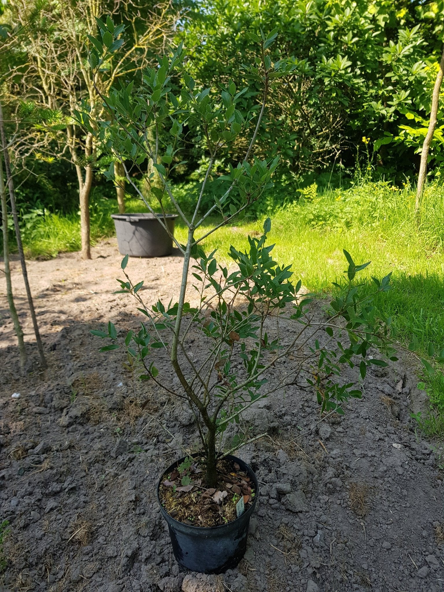Quercus vaccinifolia - Herrenkamper Gärten - Pflanzenraritäten
