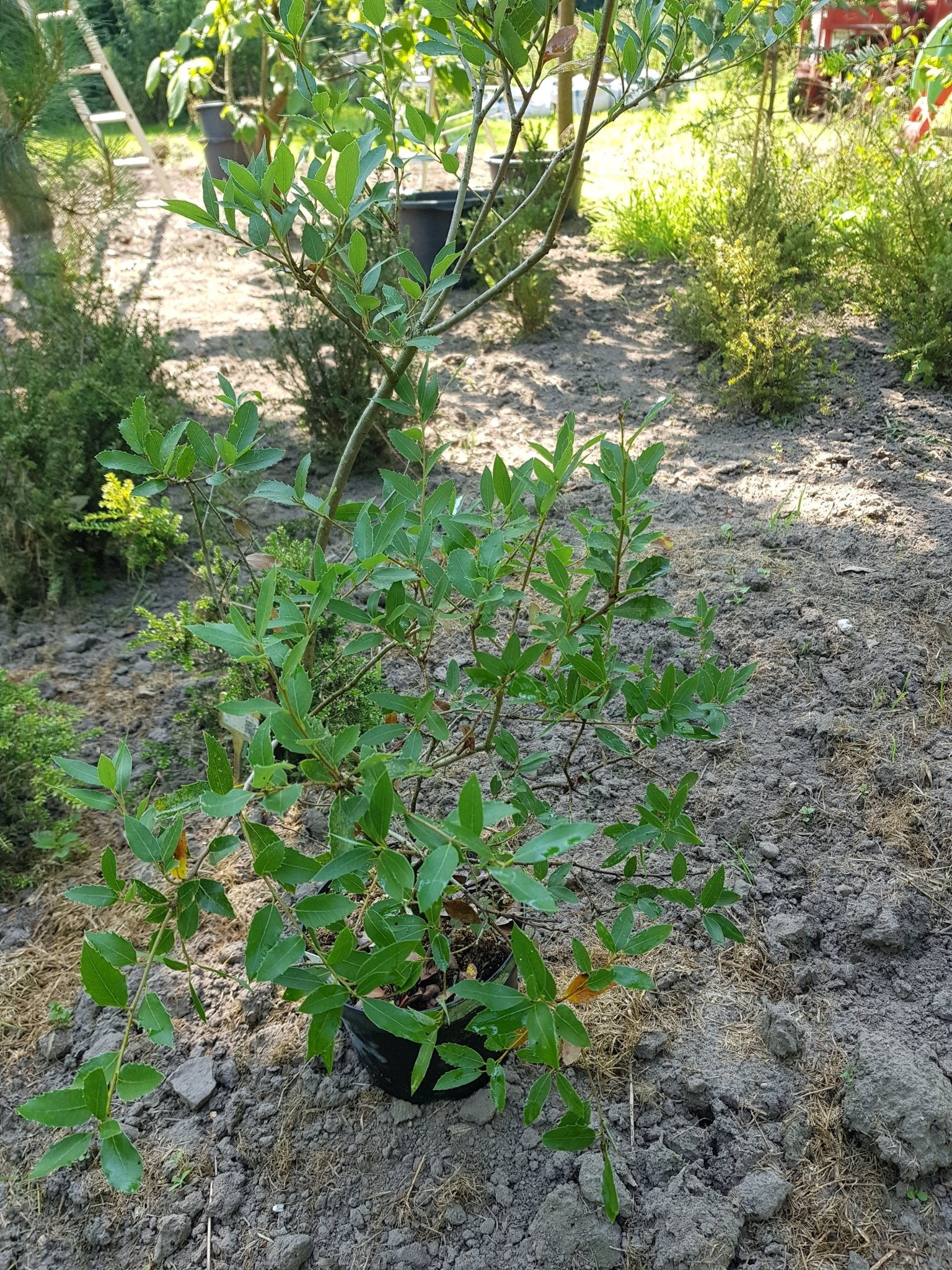 Quercus vaccinifolia - Herrenkamper Gärten - Pflanzenraritäten
