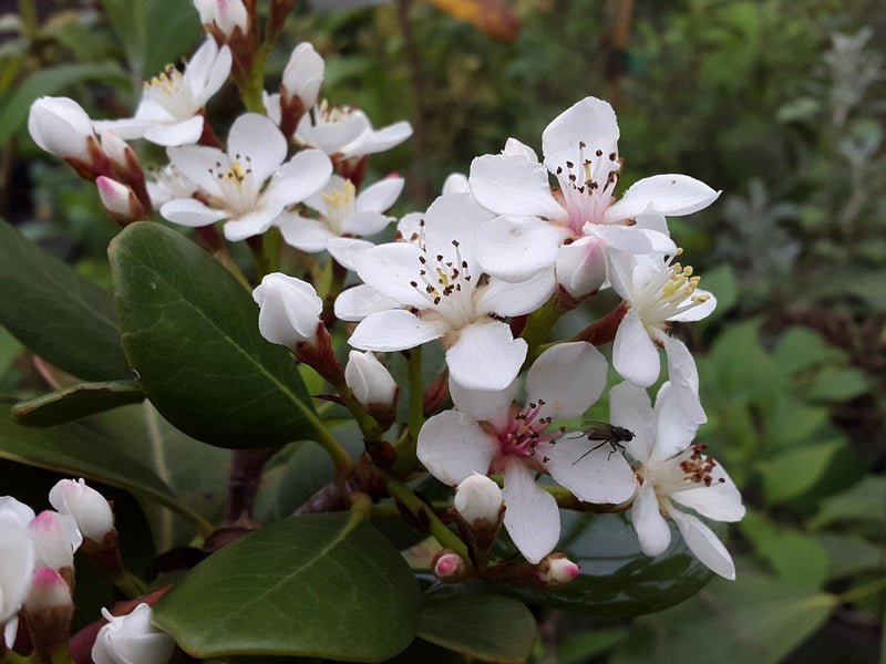 Raphiolepis indica - Herrenkamper Gärten - Pflanzenraritäten