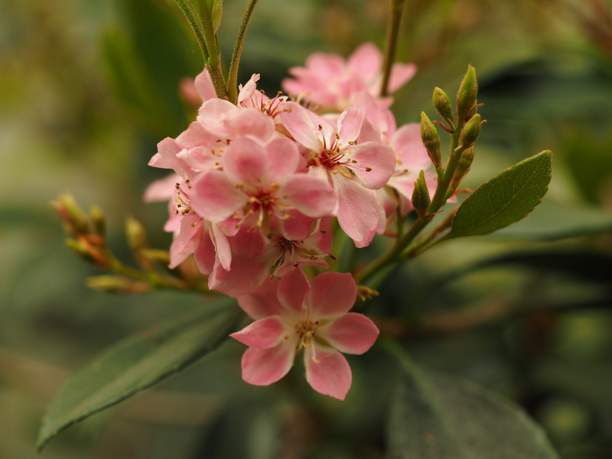 Raphiolepis indica ex. 'Pink Cloud' - Herrenkamper Gärten - Pflanzenraritäten