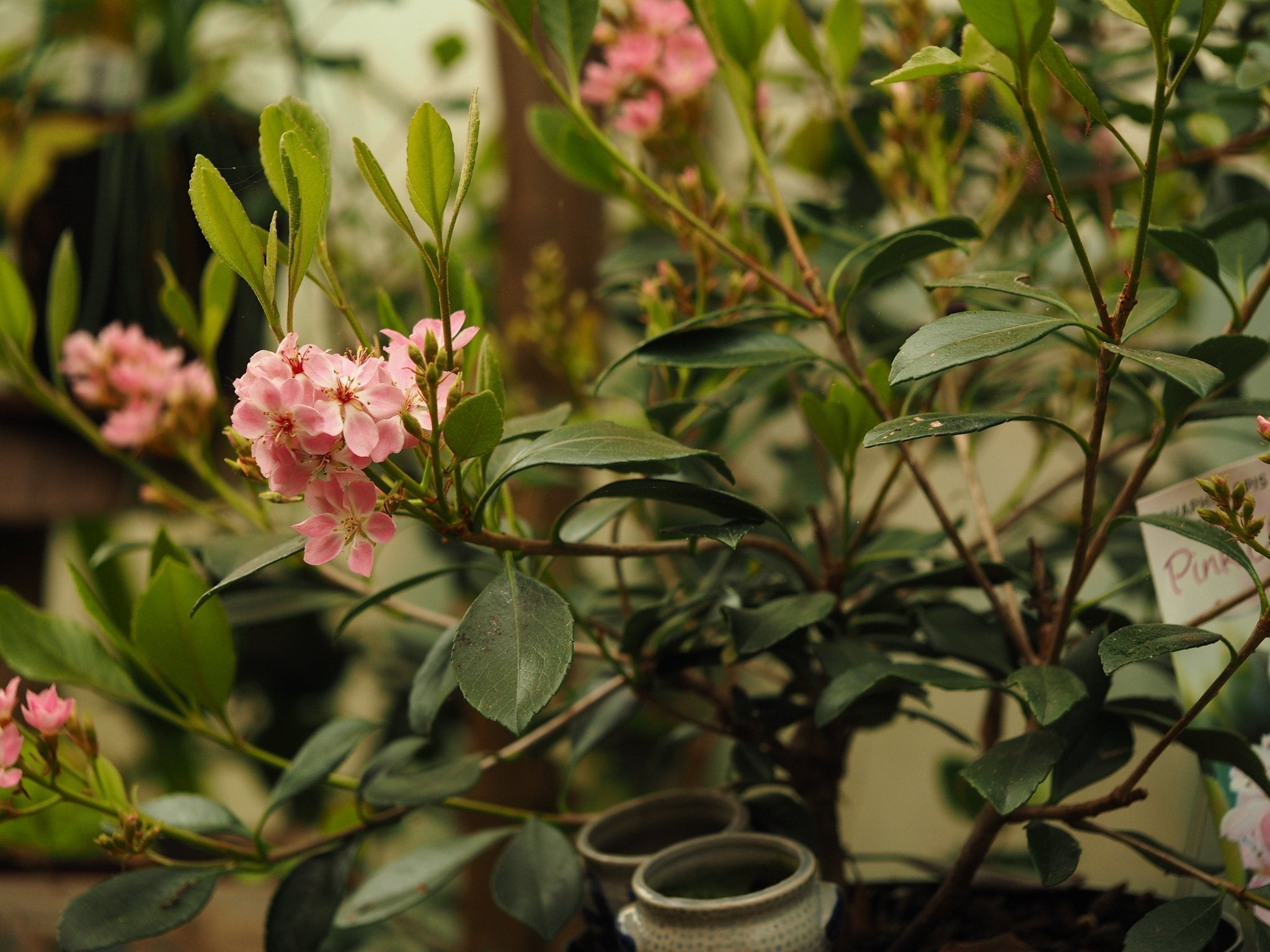 Raphiolepis indica ex. 'Pink Cloud' - Herrenkamper Gärten - Pflanzenraritäten