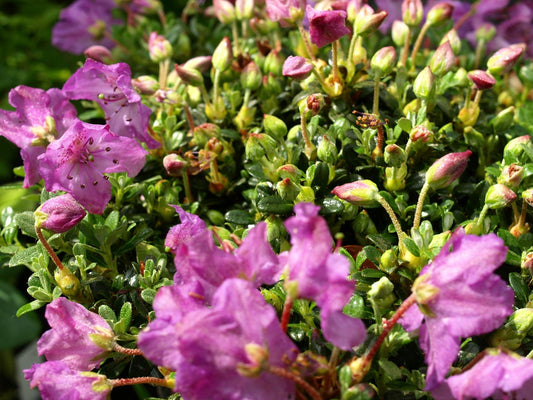 Rhododendron calostrotum ssp. keleticum - Herrenkamper Gärten - Pflanzenraritäten