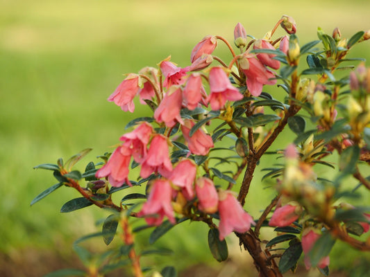 Rhododendron campylogynum Charopaeum Group - Herrenkamper Gärten - Pflanzenraritäten