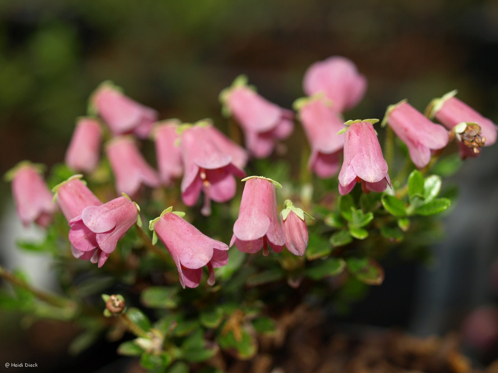 Rhododendron campylogynum var. myrtilloides - Herrenkamper Gärten - Pflanzenraritäten