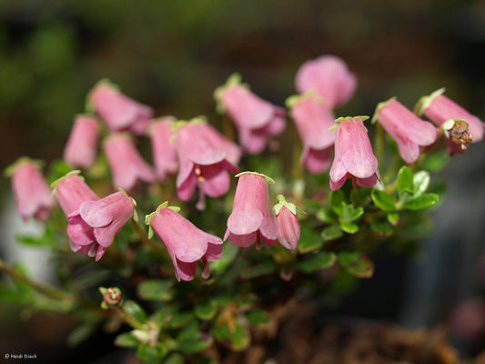 Rhododendron campylogynum var. myrtilloides - Herrenkamper Gärten - Pflanzenraritäten
