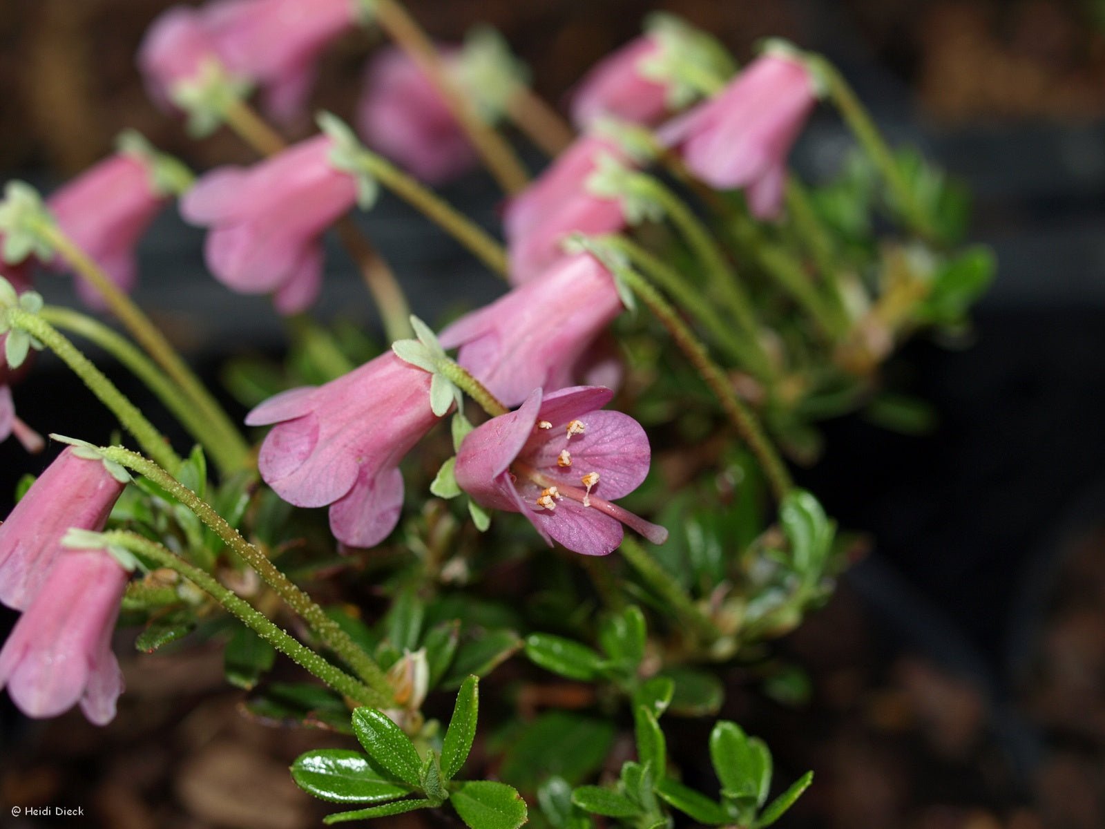 Rhododendron campylogynum var. myrtilloides - Herrenkamper Gärten - Pflanzenraritäten