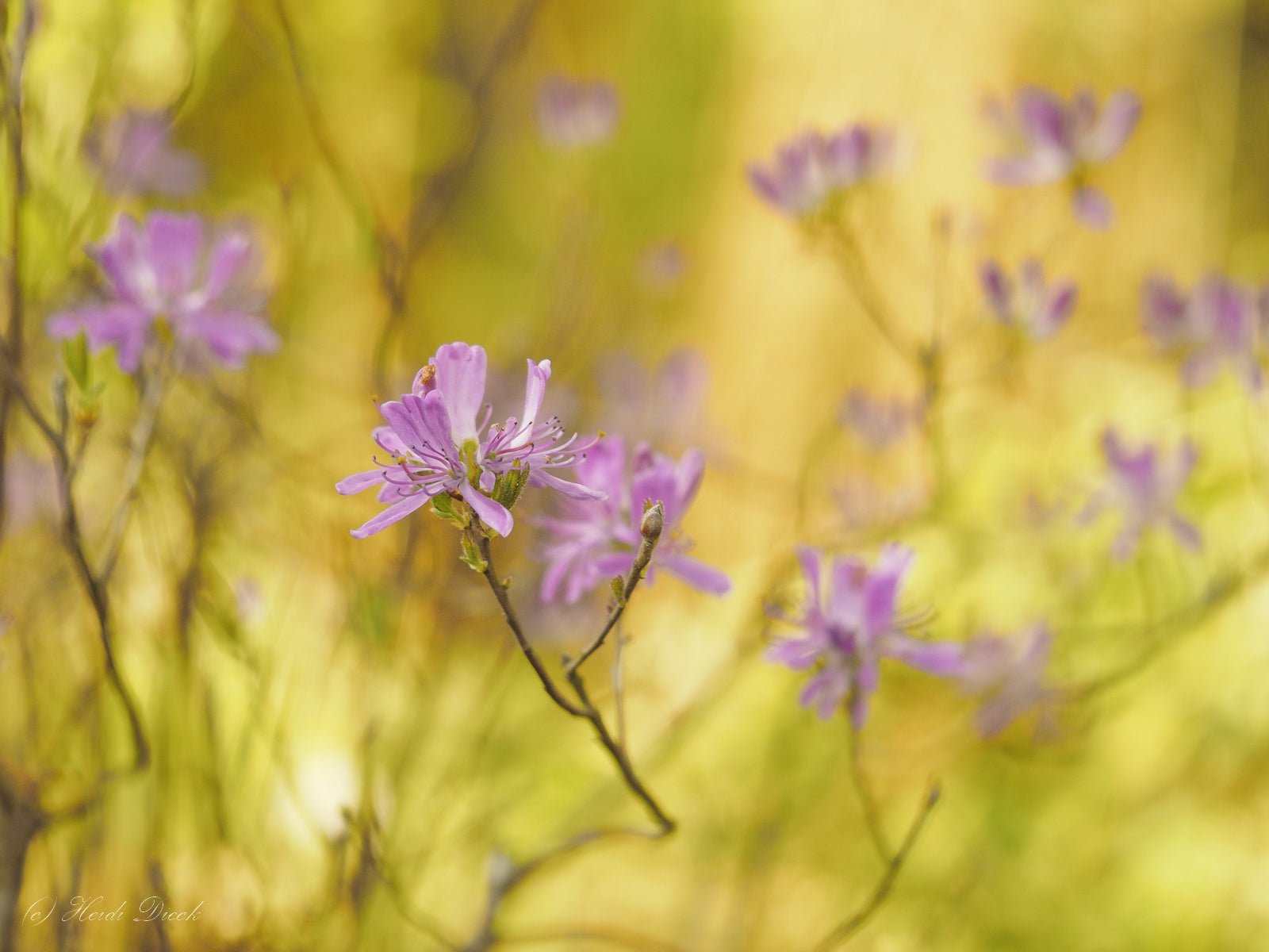 Rhododendron canadense - Herrenkamper Gärten - Pflanzenraritäten