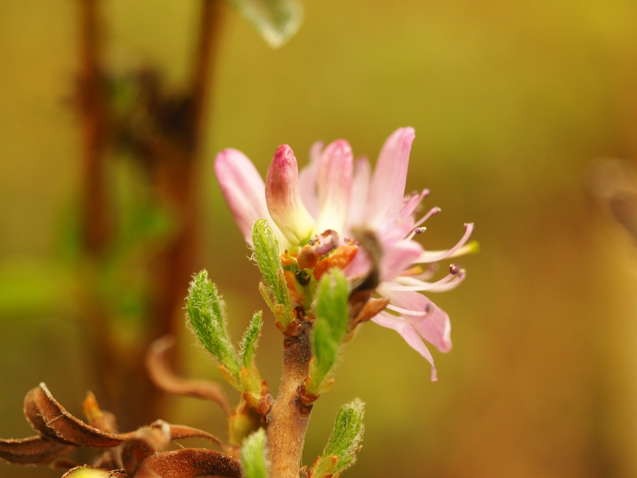 Rhododendron canadense 'Rubrum' - Herrenkamper Gärten - Pflanzenraritäten