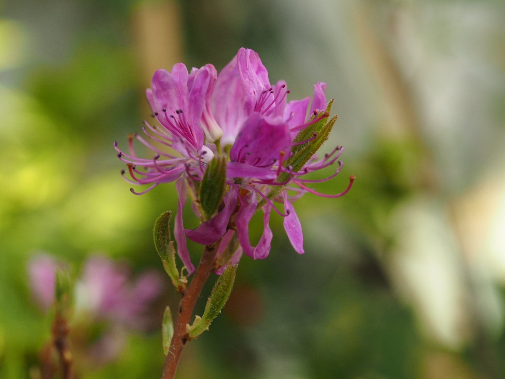 Rhododendron canadense 'Rubrum' - Herrenkamper Gärten - Pflanzenraritäten
