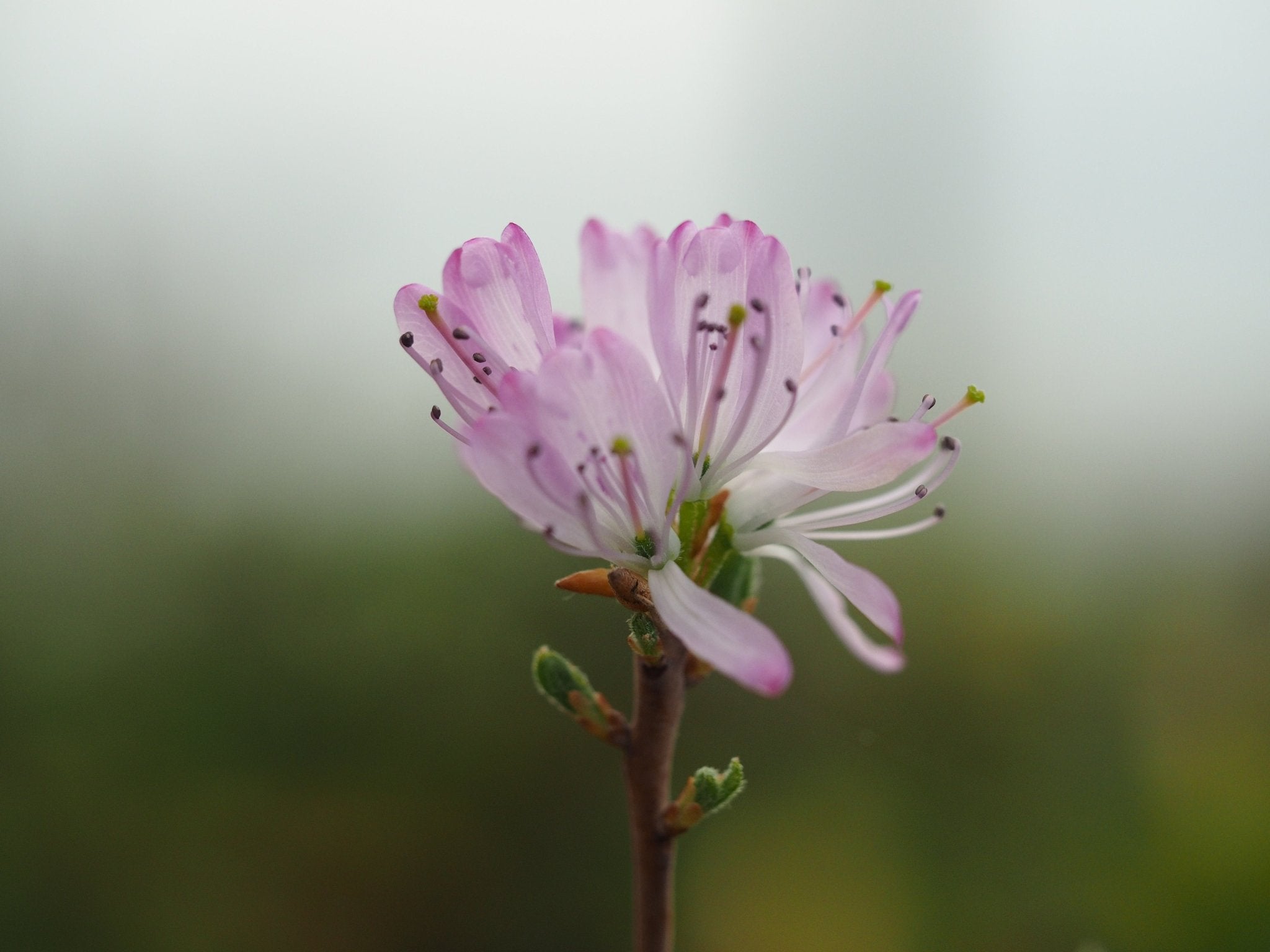 Rhododendron canadense 'Rubrum' - Herrenkamper Gärten - Pflanzenraritäten