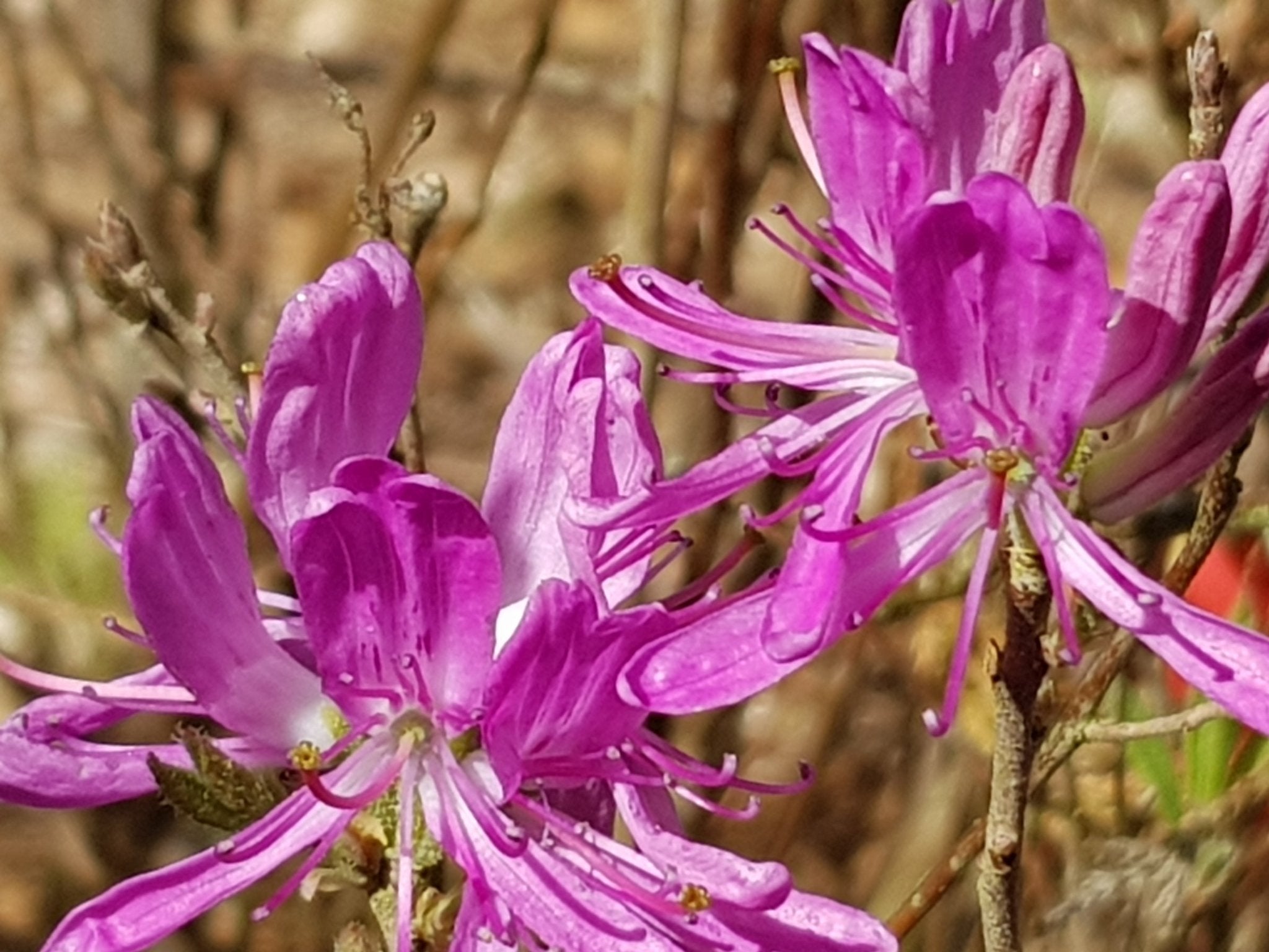Rhododendron canadense 'Rubrum' - Herrenkamper Gärten - Pflanzenraritäten