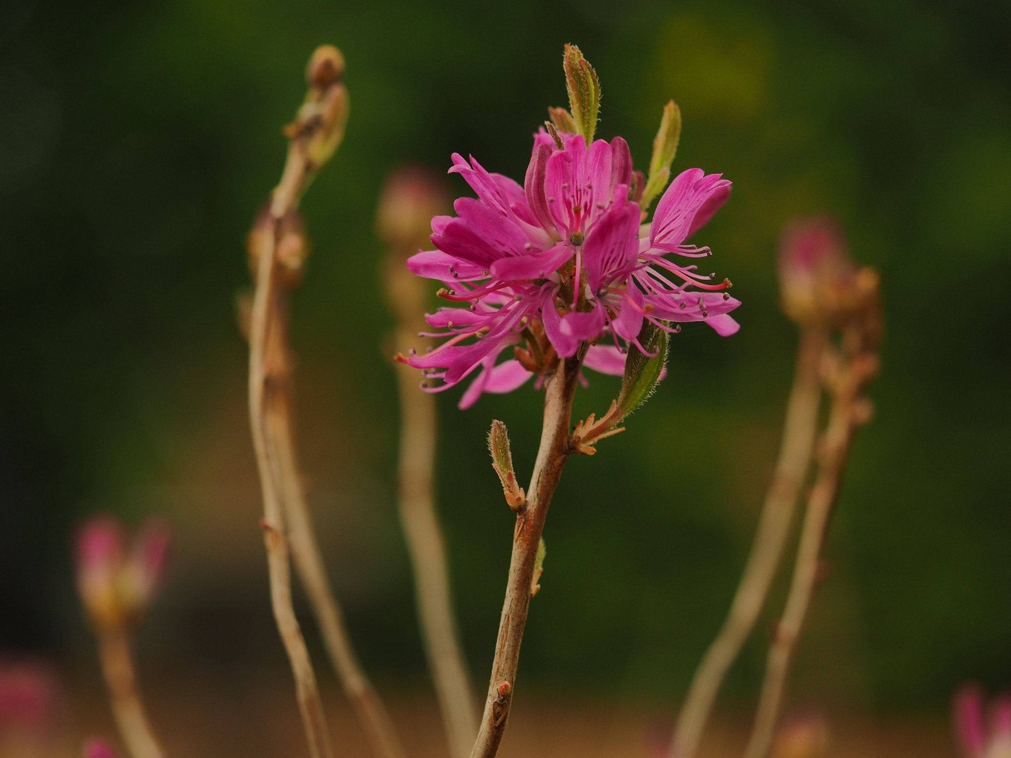 Rhododendron canadense 'Rubrum' - Herrenkamper Gärten - Pflanzenraritäten