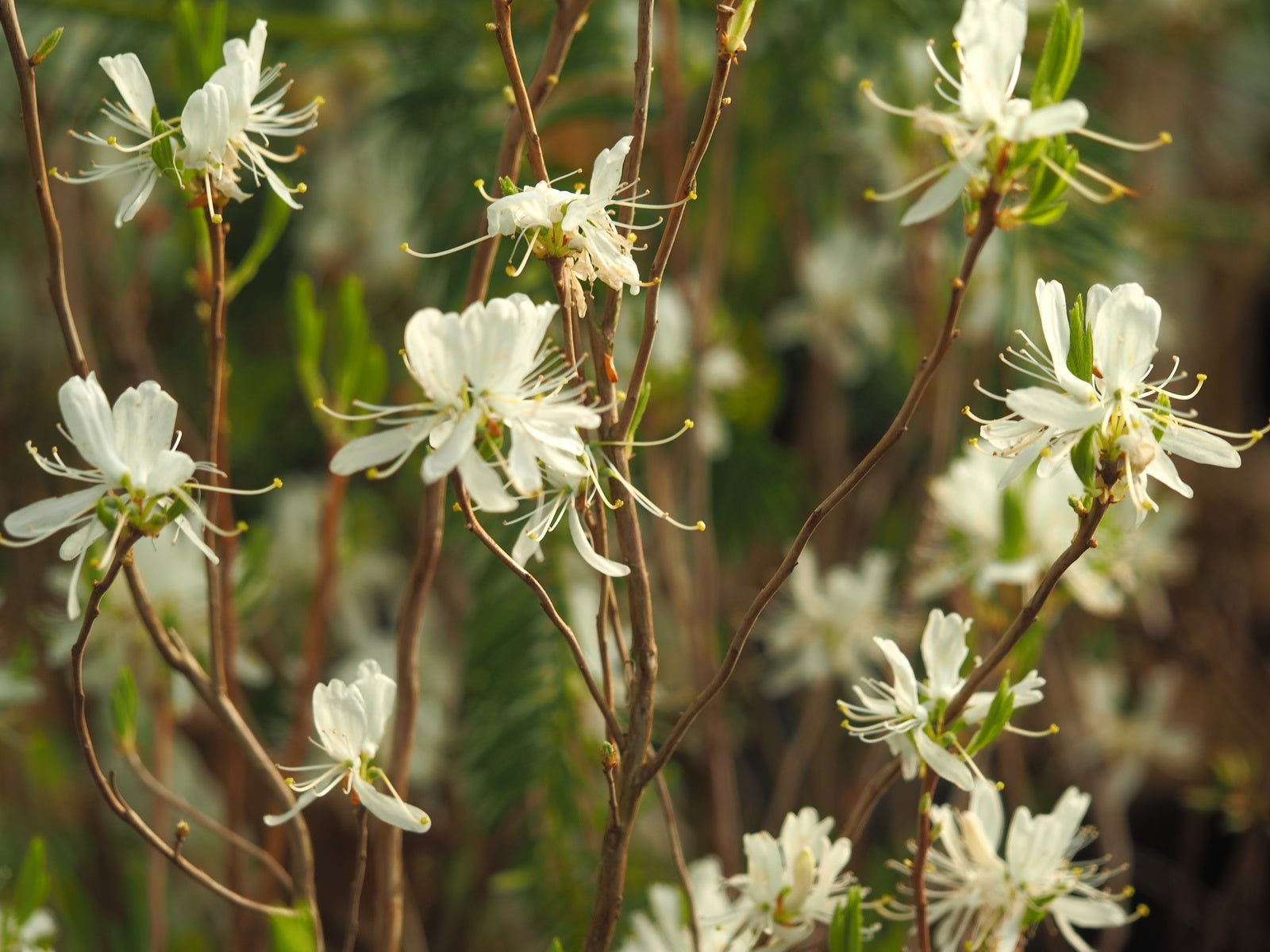 Rhododendron canadense var. album - Herrenkamper Gärten - Pflanzenraritäten