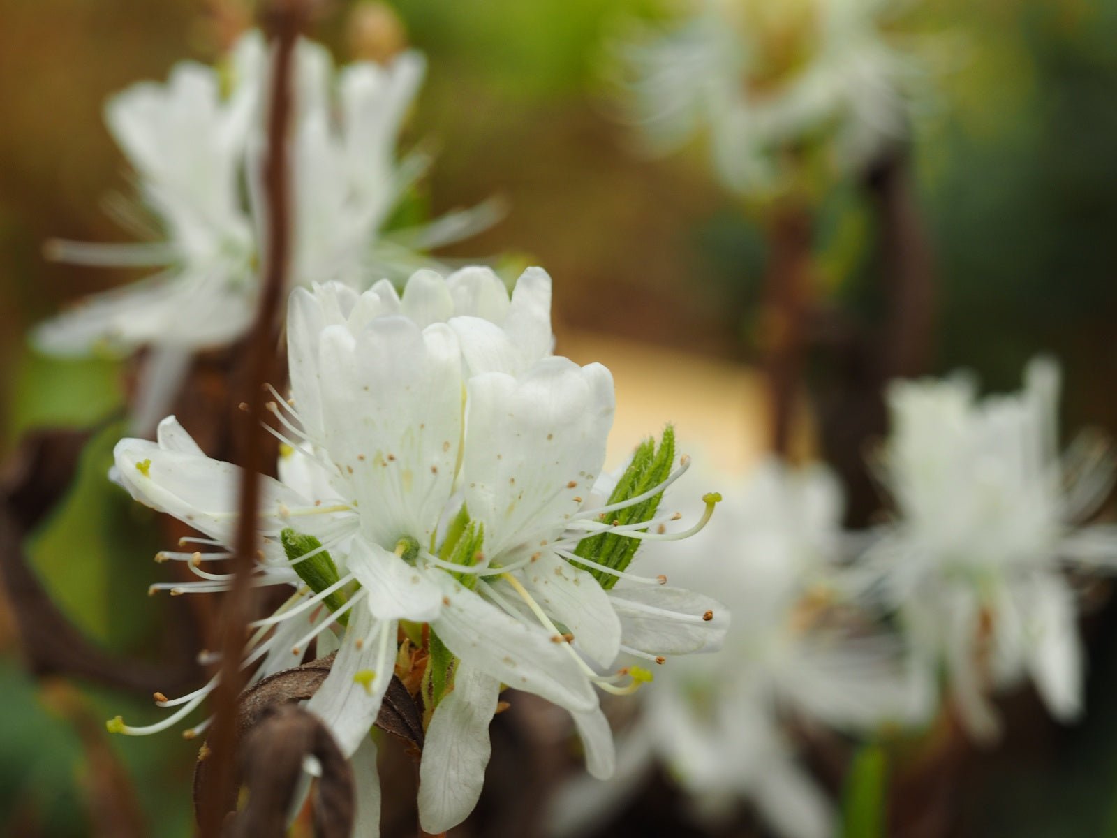 Rhododendron canadense var. album - Herrenkamper Gärten - Pflanzenraritäten