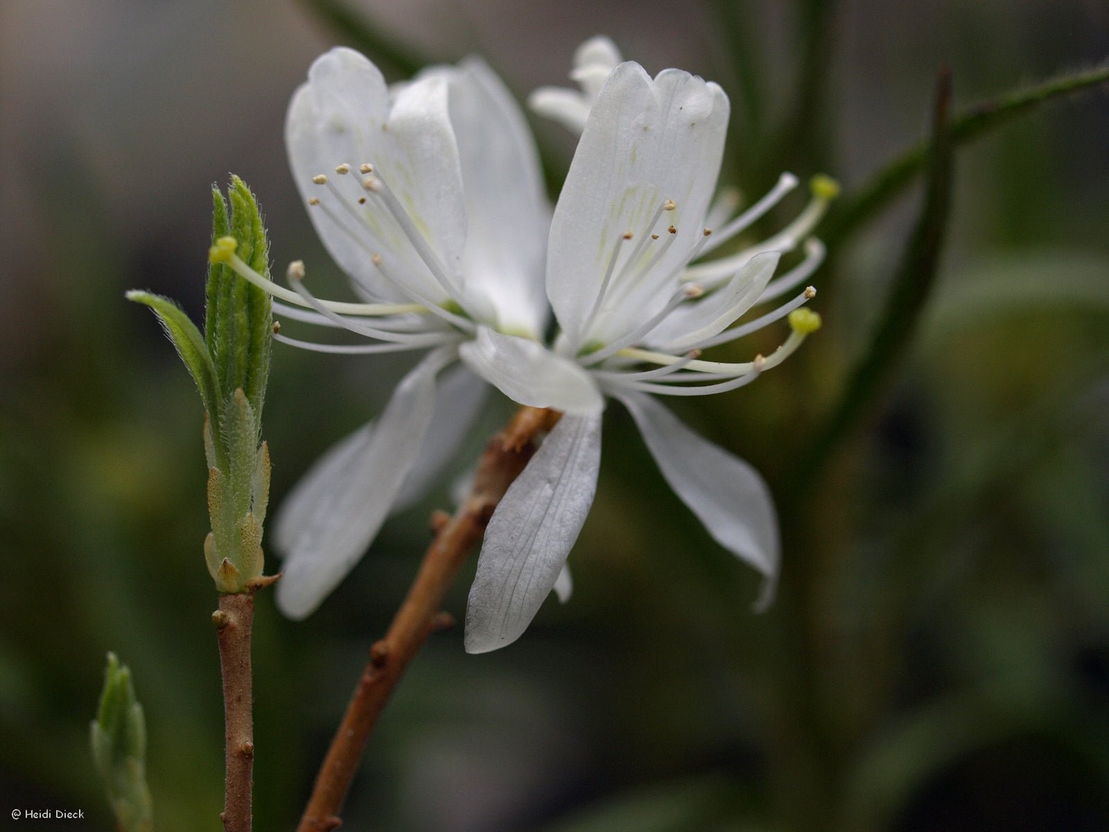 Rhododendron canadense var. album - Herrenkamper Gärten - Pflanzenraritäten