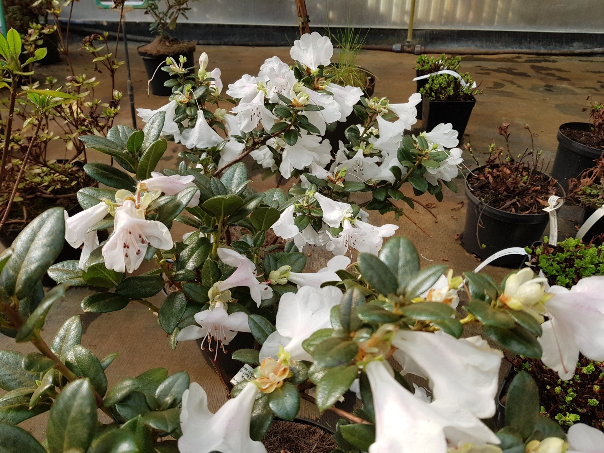 Rhododendron ciliatum x moupinense 'Cilipense' - Herrenkamper Gärten - Pflanzenraritäten