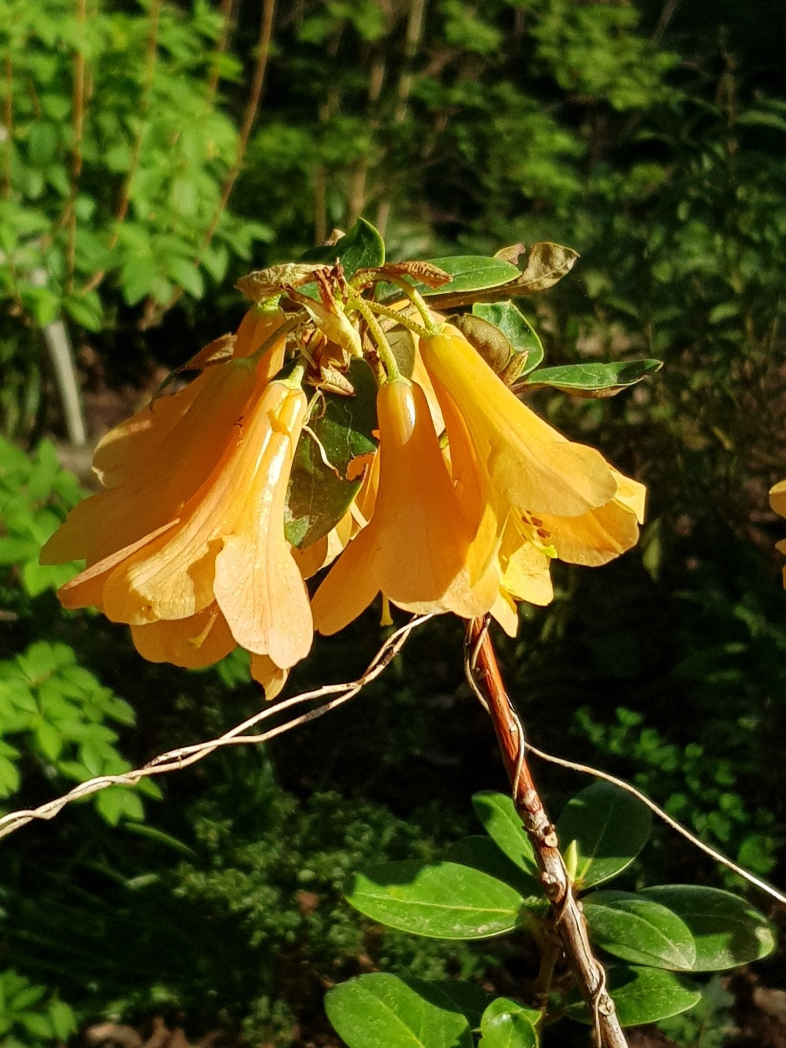 Rhododendron cinnabarinum concatenense Grp. - Herrenkamper Gärten - Pflanzenraritäten