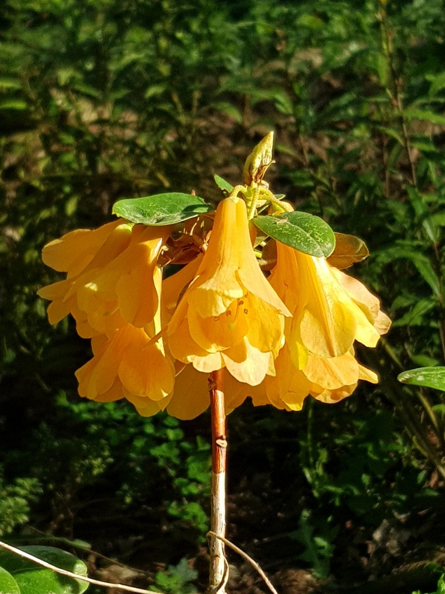 Rhododendron cinnabarinum concatenense Grp. - Herrenkamper Gärten - Pflanzenraritäten