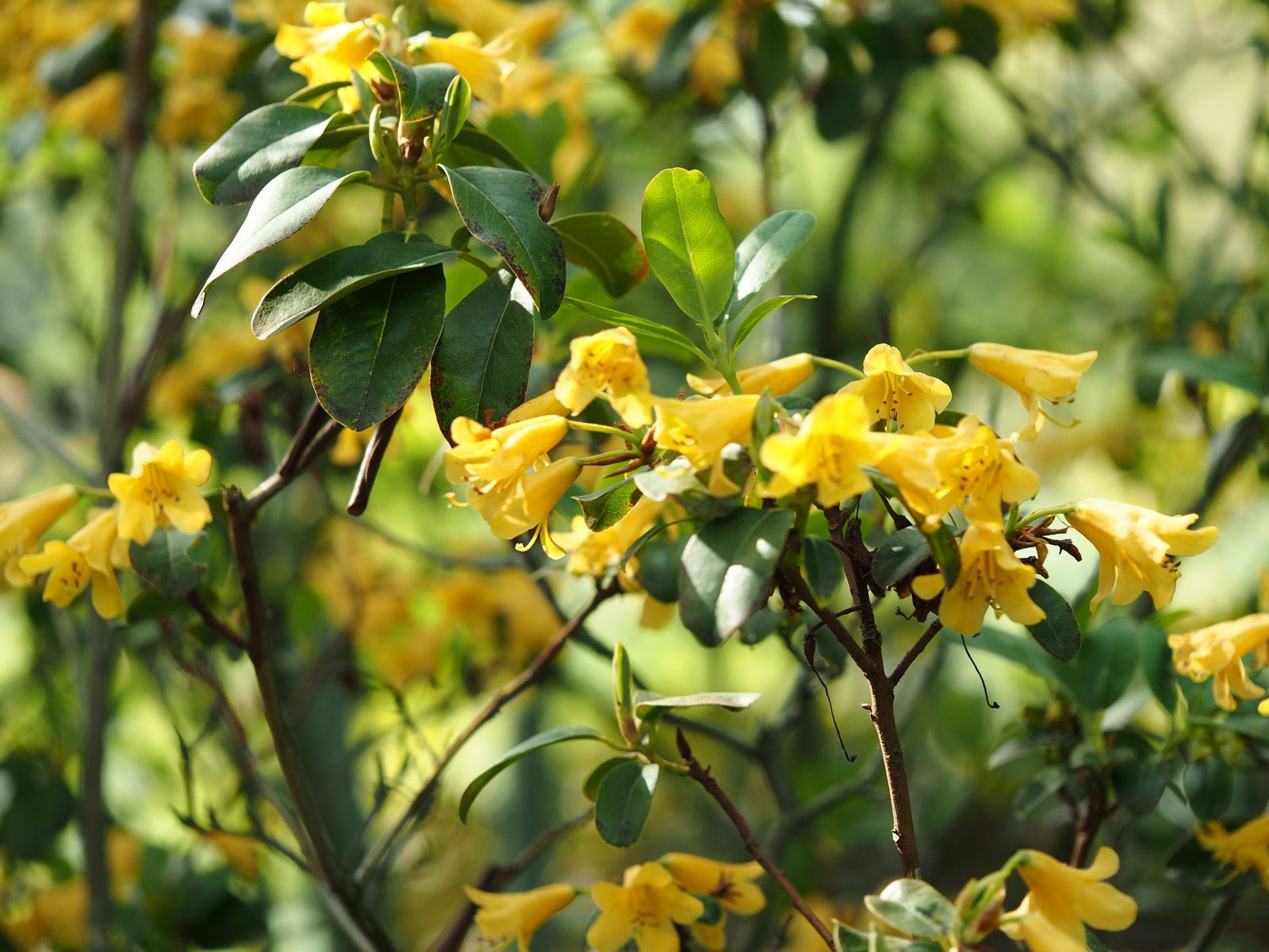 Rhododendron cinnabarinum concatenense Grp. - Herrenkamper Gärten - Pflanzenraritäten