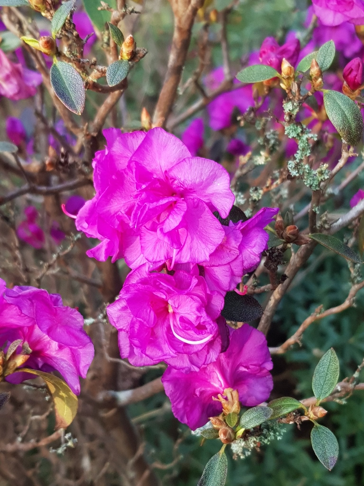 Rhododendron dauricum 'April Rose' - Herrenkamper Gärten - Pflanzenraritäten