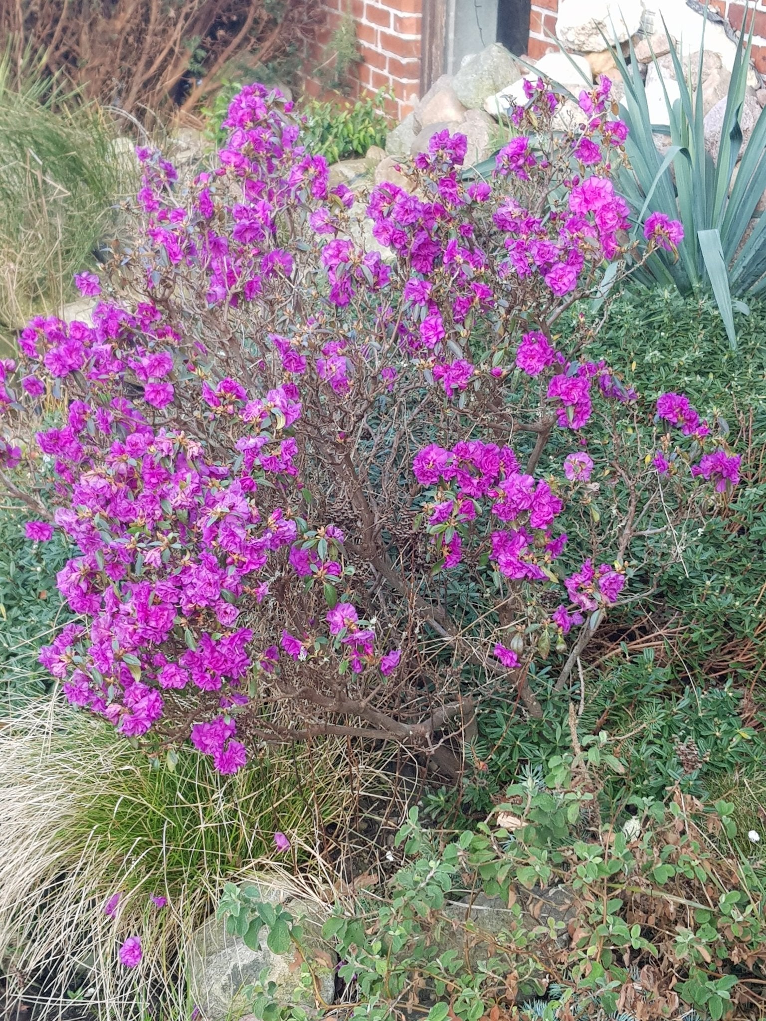 Rhododendron dauricum 'April Rose' - Herrenkamper Gärten - Pflanzenraritäten