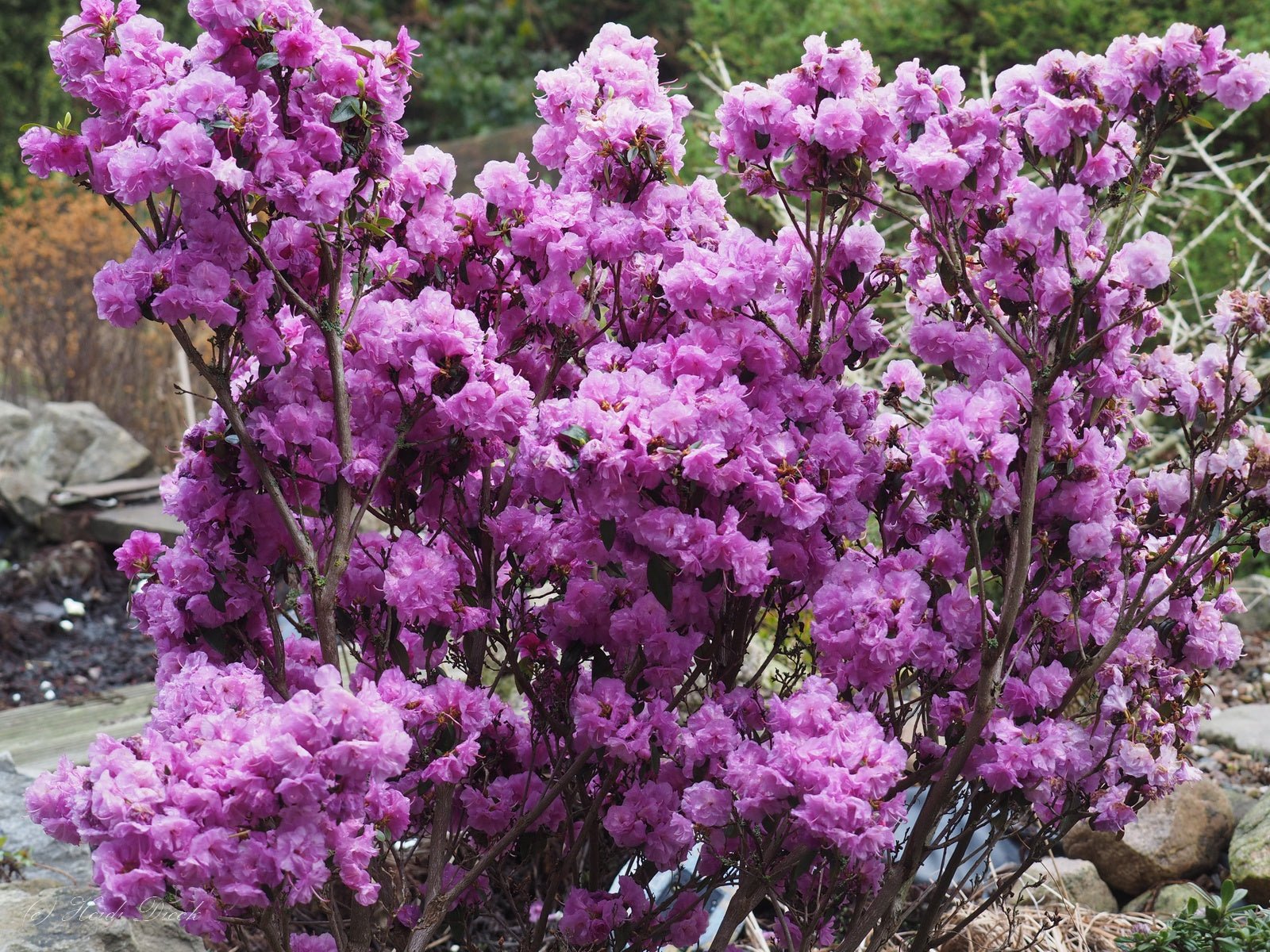 Rhododendron dauricum 'April Rose' - Herrenkamper Gärten - Pflanzenraritäten
