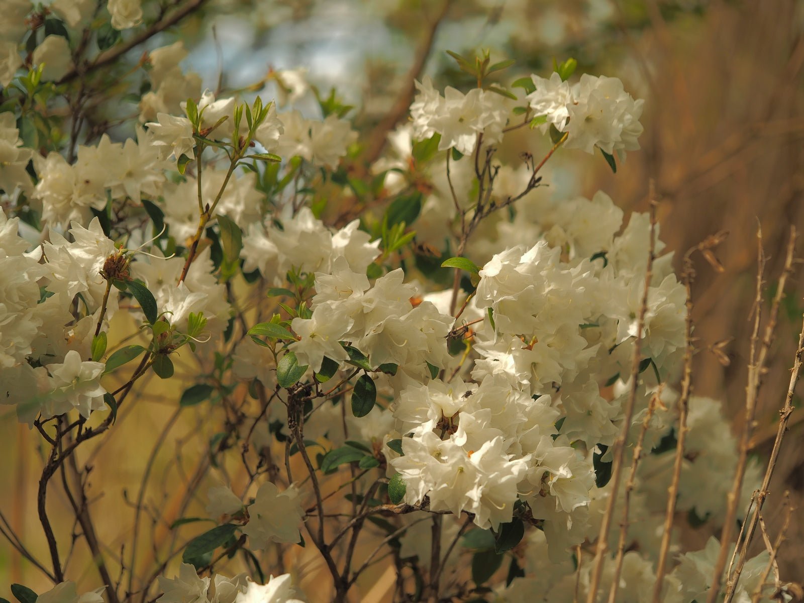 Rhododendron dauricum 'April Snow' - Herrenkamper Gärten - Pflanzenraritäten