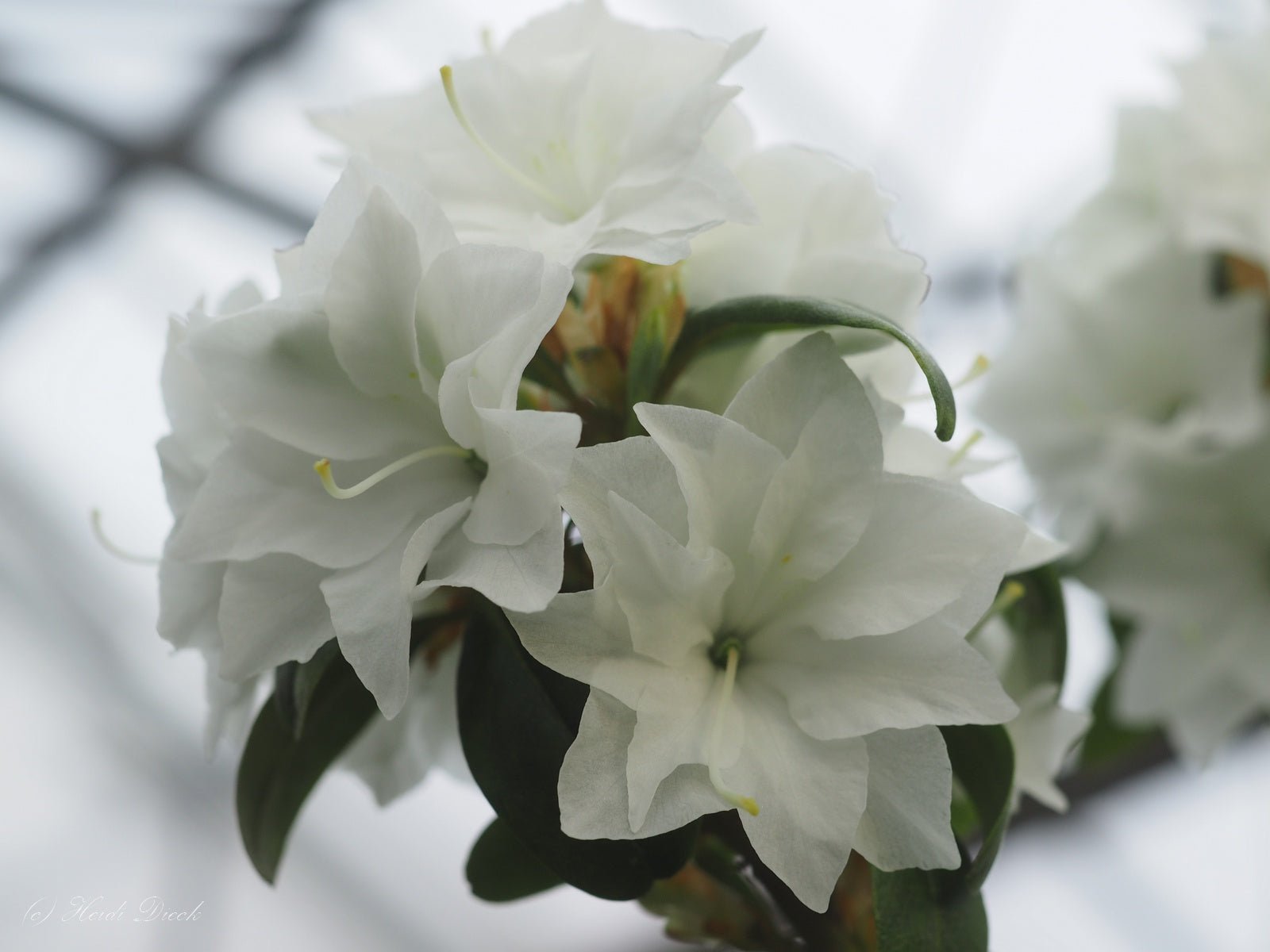Rhododendron dauricum 'April Snow' - Herrenkamper Gärten - Pflanzenraritäten