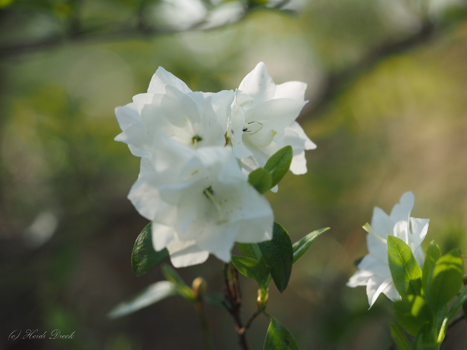 Rhododendron dauricum 'April Snow' - Herrenkamper Gärten - Pflanzenraritäten