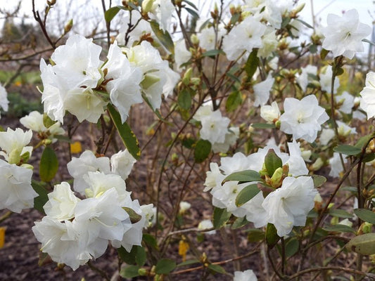 Rhododendron dauricum 'April Snow' - Herrenkamper Gärten - Pflanzenraritäten