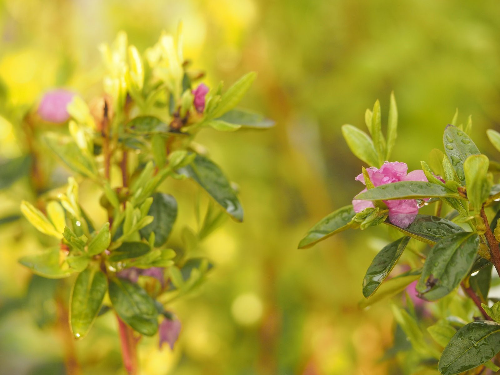 Rhododendron dauricum 'Staccato' - Herrenkamper Gärten - Pflanzenraritäten
