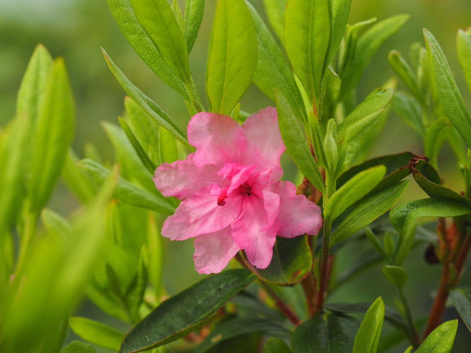 Rhododendron dauricum 'Staccato' - Herrenkamper Gärten - Pflanzenraritäten