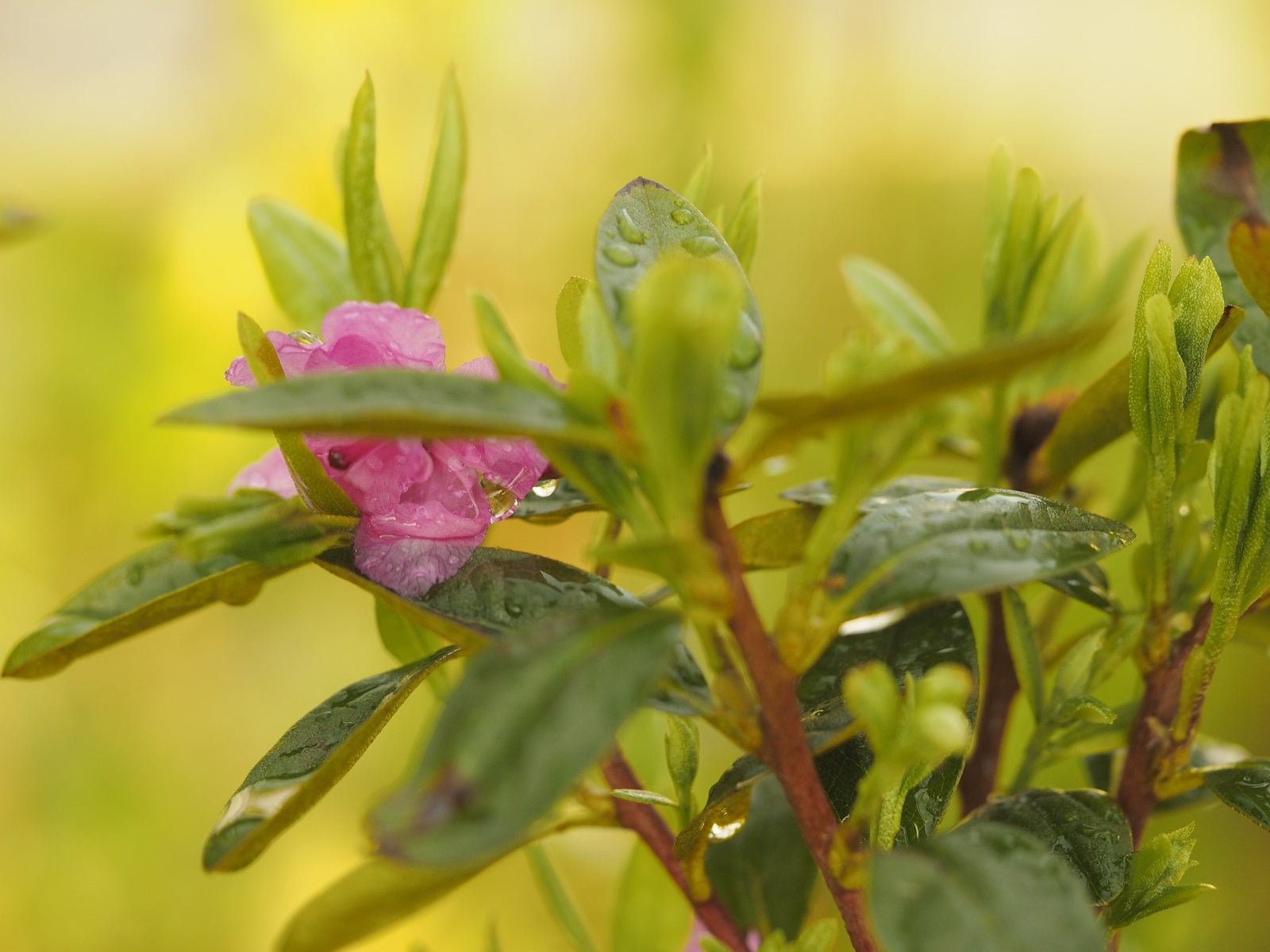 Rhododendron dauricum 'Staccato' - Herrenkamper Gärten - Pflanzenraritäten