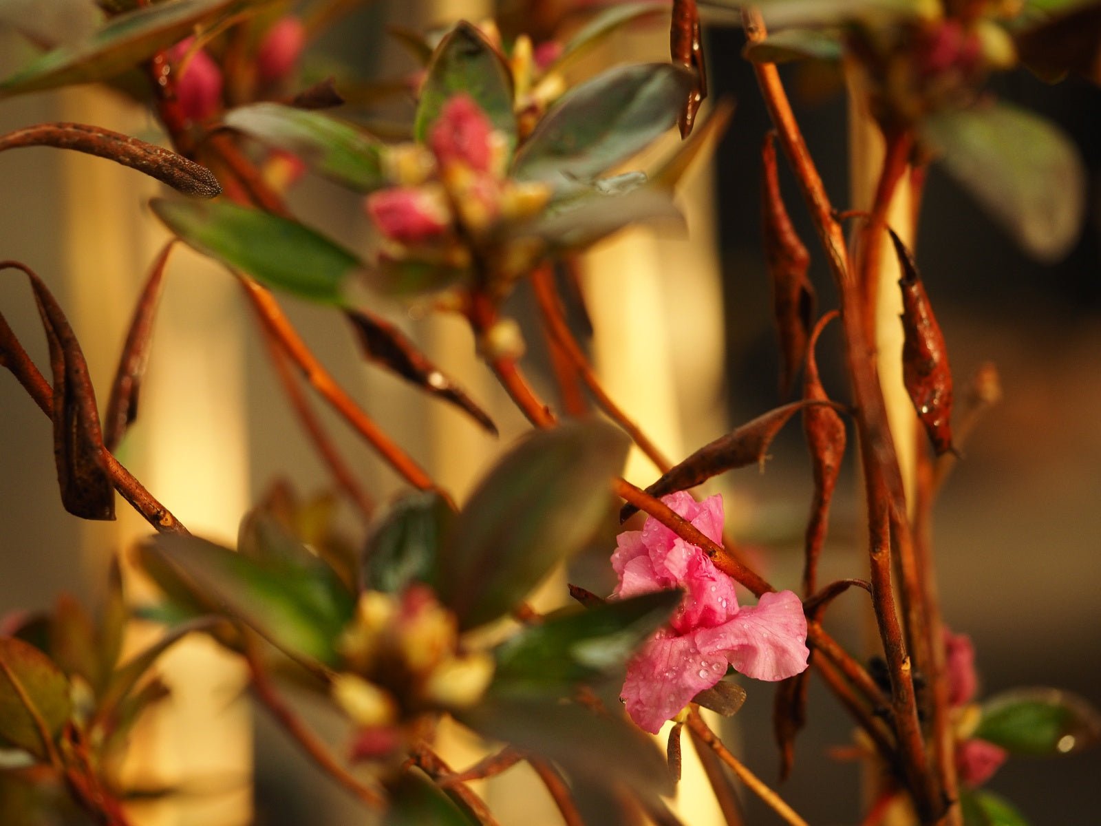 Rhododendron dauricum 'Staccato' - Herrenkamper Gärten - Pflanzenraritäten
