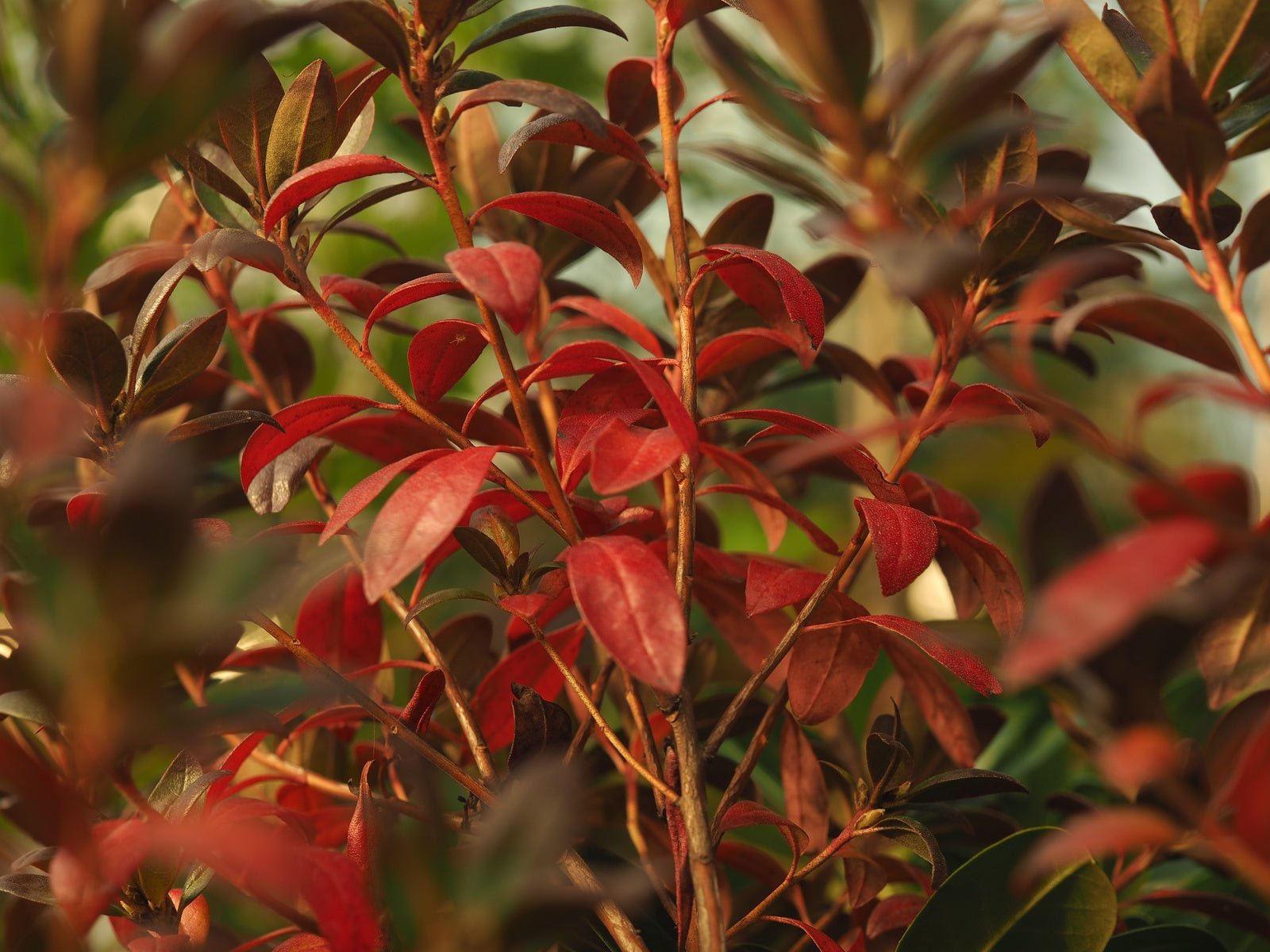Rhododendron dauricum 'Staccato' - Herrenkamper Gärten - Pflanzenraritäten