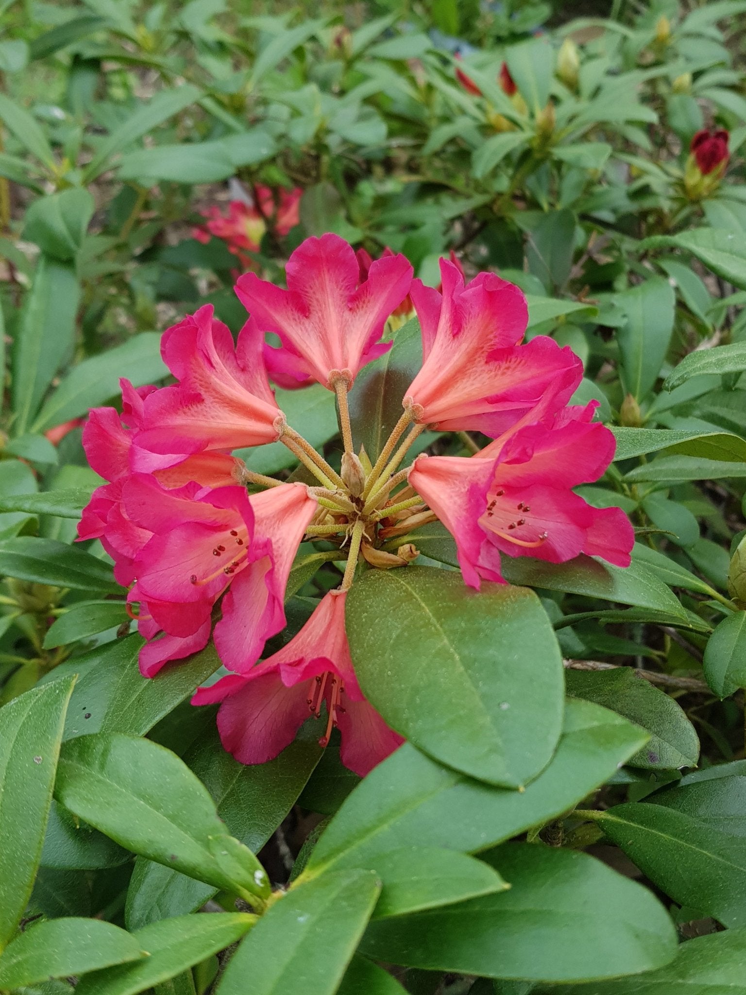 Rhododendron dichroantum ssp. scyphocalyx - Herrenkamper Gärten - Pflanzenraritäten