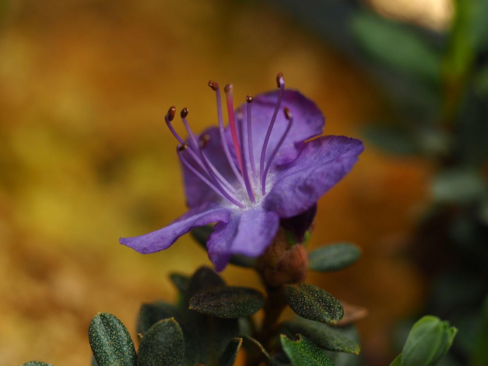 Rhododendron fastigiatum 'Indigo Steel' - Herrenkamper Gärten - Pflanzenraritäten