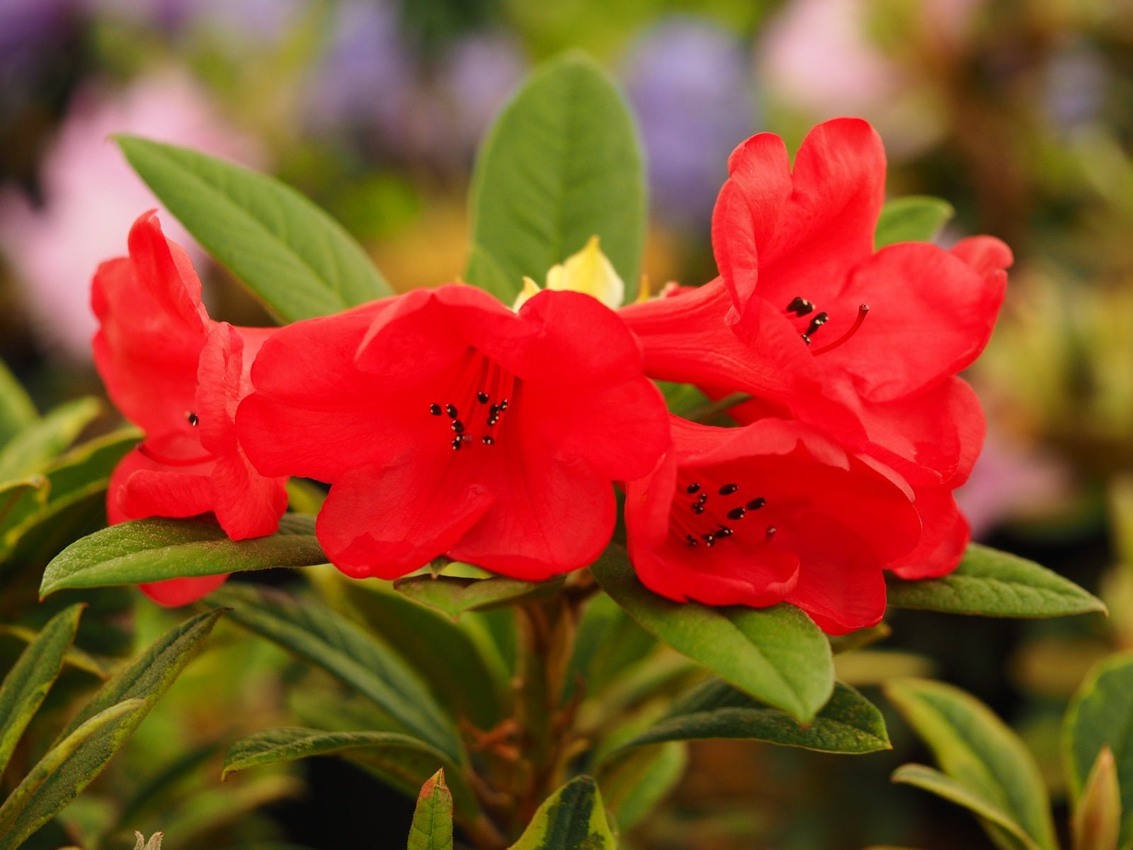 Rhododendron 'Flaming Gold' - Herrenkamper Gärten - Pflanzenraritäten