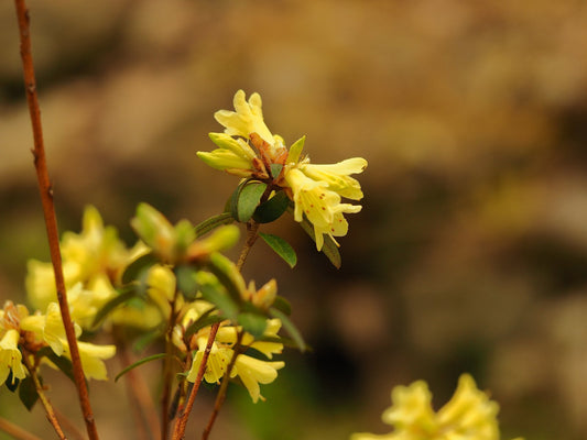 Rhododendron flavidum 'Yellow Hammer' - Herrenkamper Gärten - Pflanzenraritäten