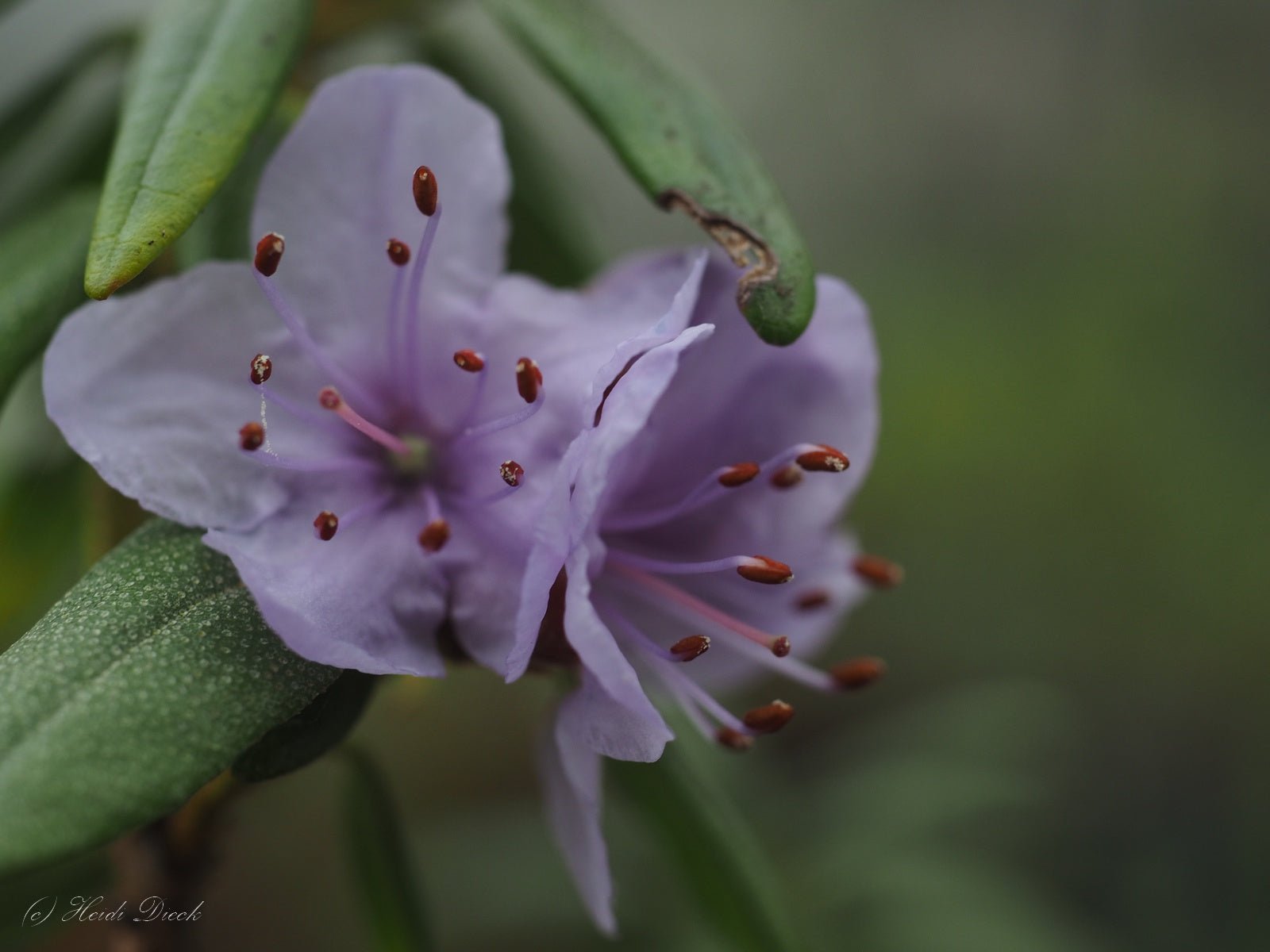 Rhododendron hippophaeoides - Herrenkamper Gärten - Pflanzenraritäten