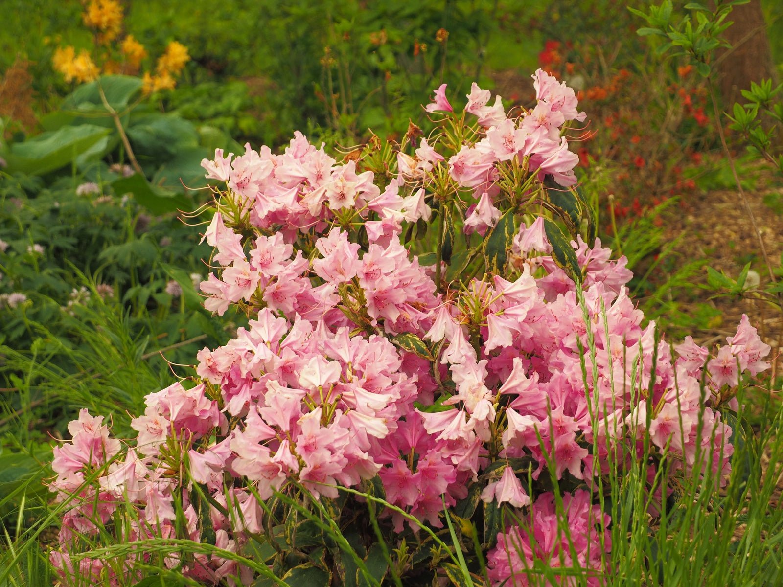 Rhododendron hybr. 'Golden Green Gift' - Herrenkamper Gärten - Pflanzenraritäten