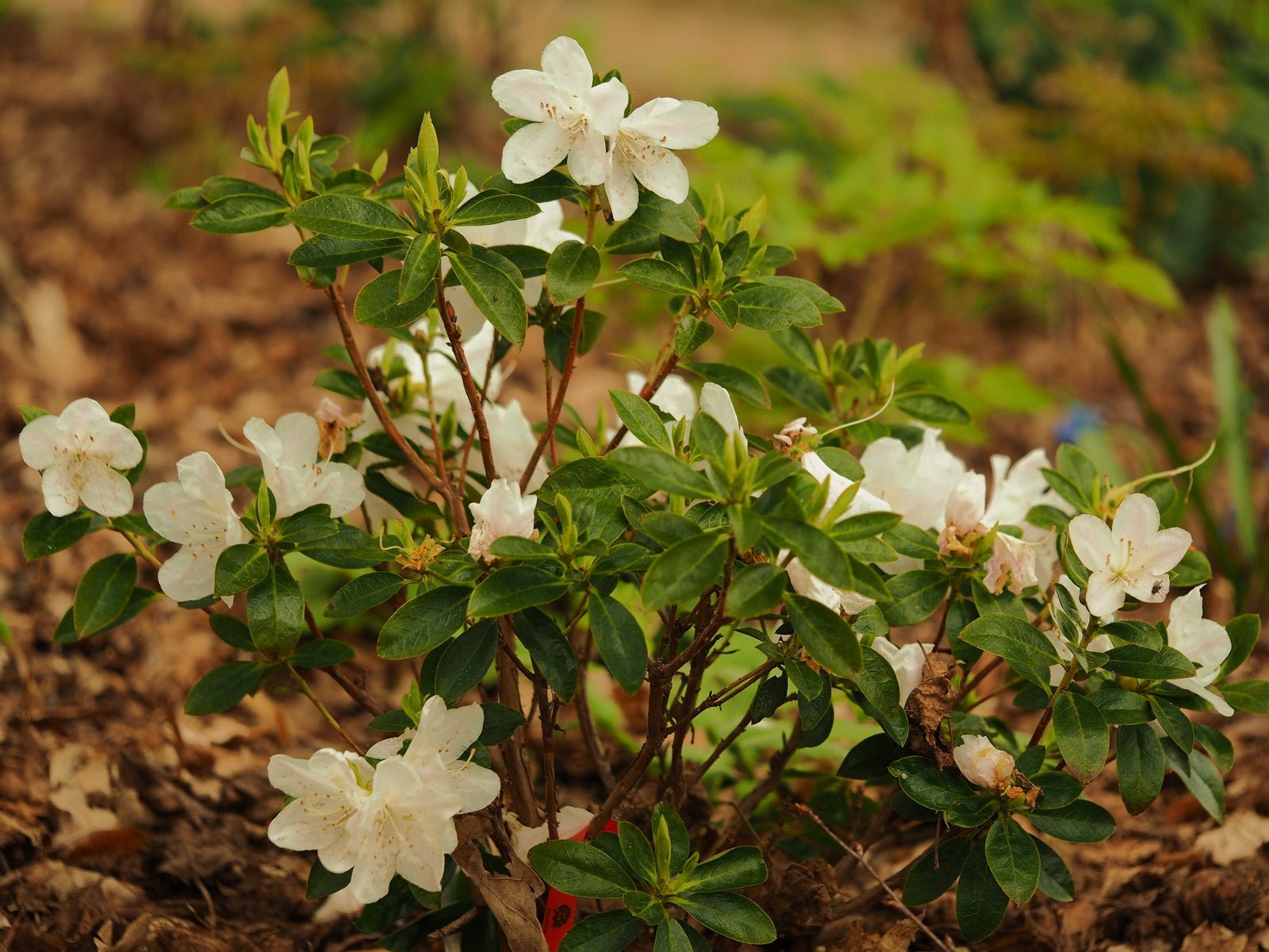 Rhododendron hybr. 'Isola Bella' - Herrenkamper Gärten - Pflanzenraritäten