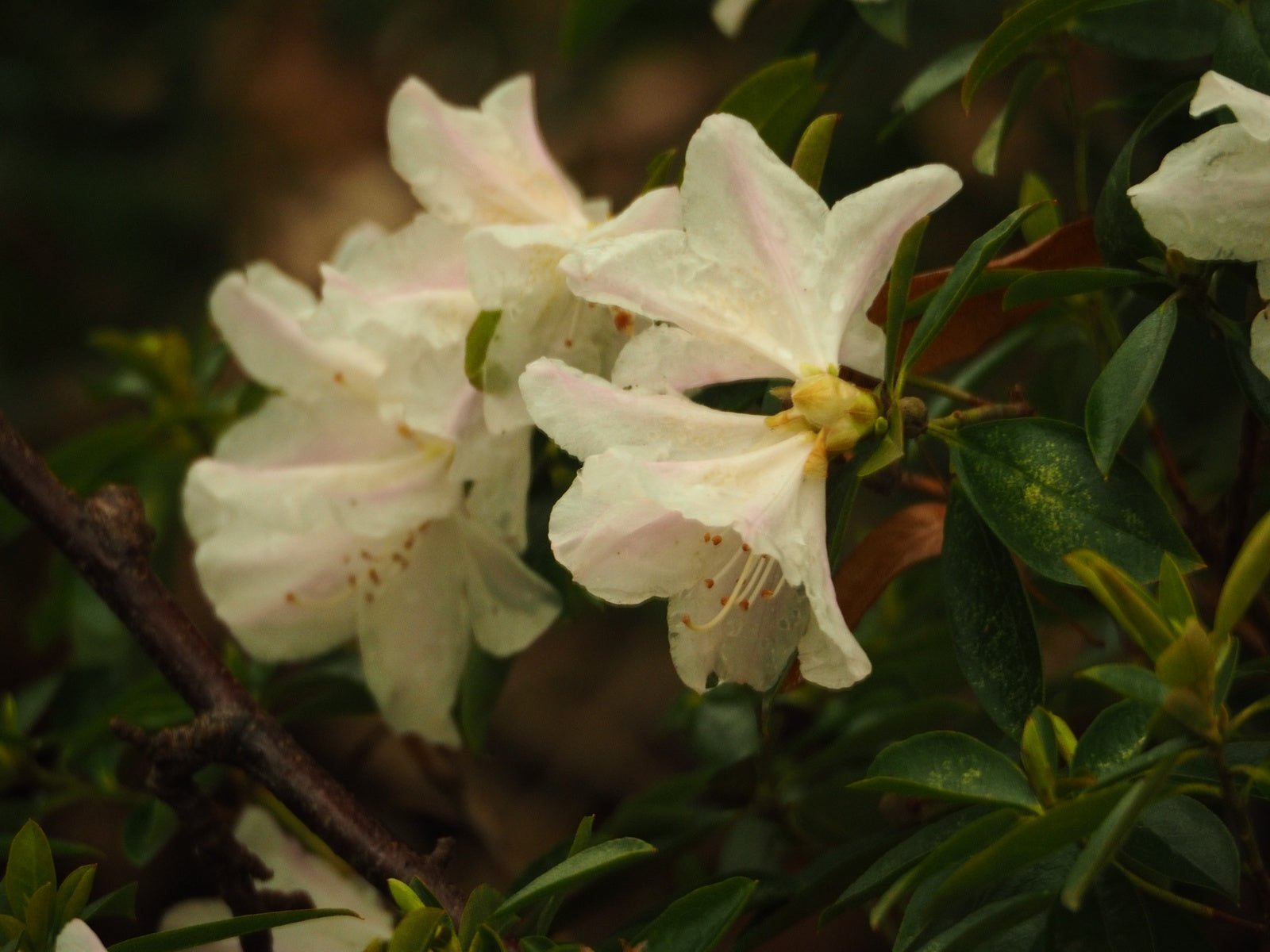 Rhododendron hybr. 'Isola Bella' - Herrenkamper Gärten - Pflanzenraritäten