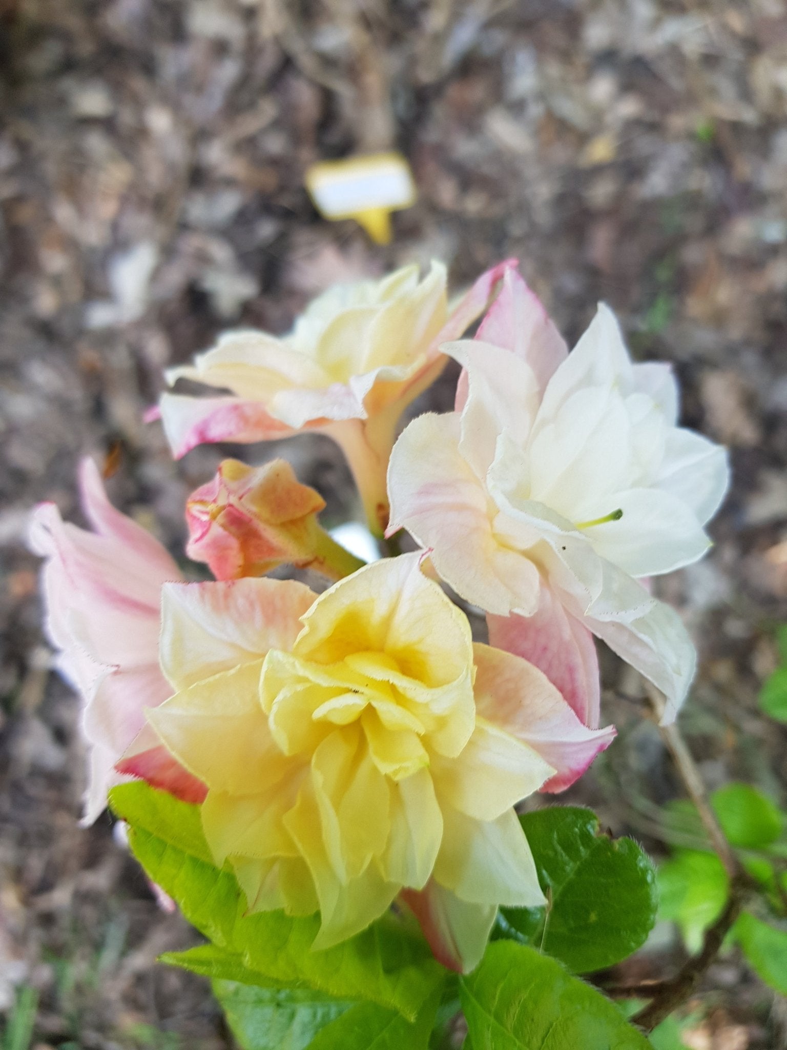 Rhododendron hybr. 'Soft Lights' - Herrenkamper Gärten - Pflanzenraritäten