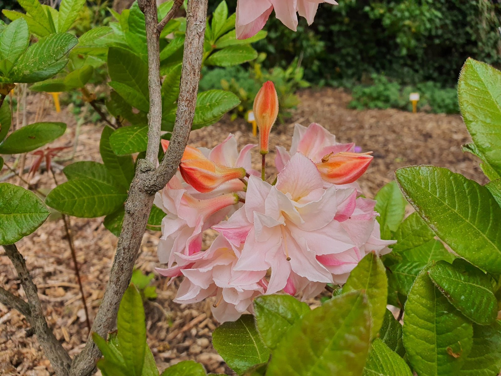 Rhododendron hybr. 'Soft Lights' - Herrenkamper Gärten - Pflanzenraritäten